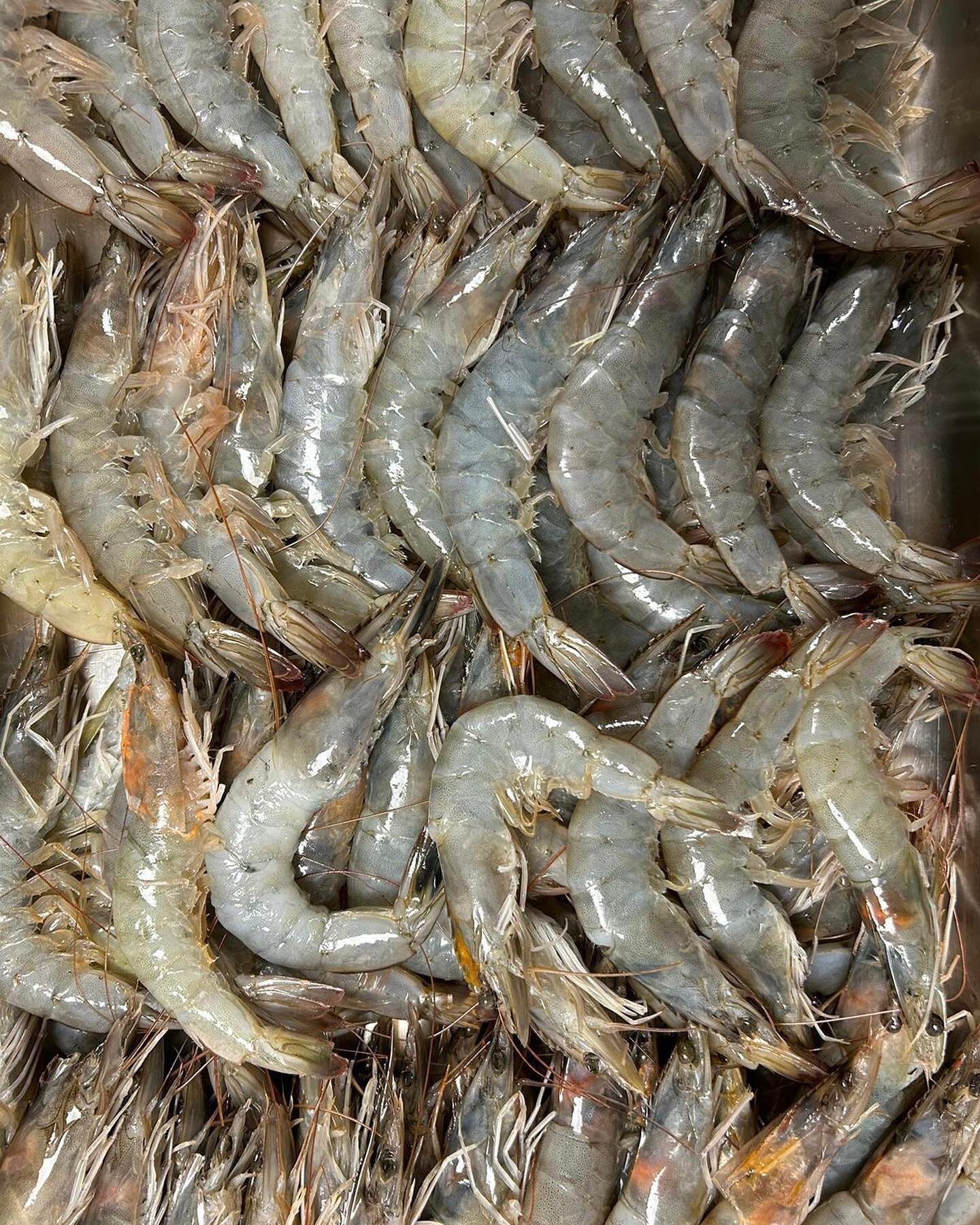 We&rsquo;ve got some of Billingsgate&rsquo;s finest prawns on tomorrow's Pasta Tuesday menu!

Our chefs headed to the UK&rsquo;s largest indoor fish market at 6am to bring you these beauties and this week's pasta plate of king prawns, garlic &amp; ch