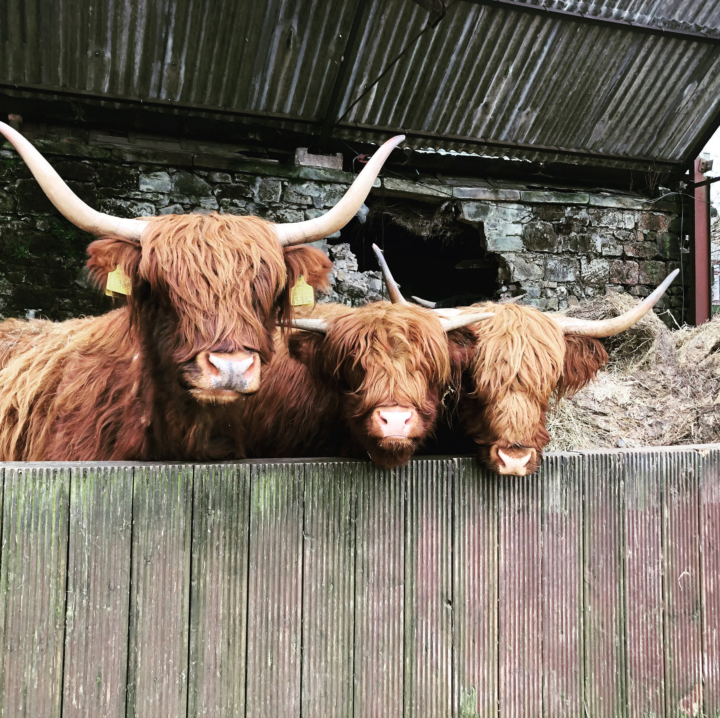 Adventure of the Week: Houston Road - Barnsford Road - Greenock Road