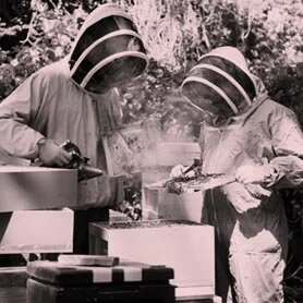 THE DUBLIN HONEY PROJECT