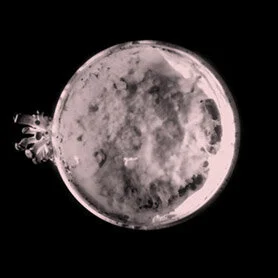 URBAN OYSTER FROM THE GROUND UP