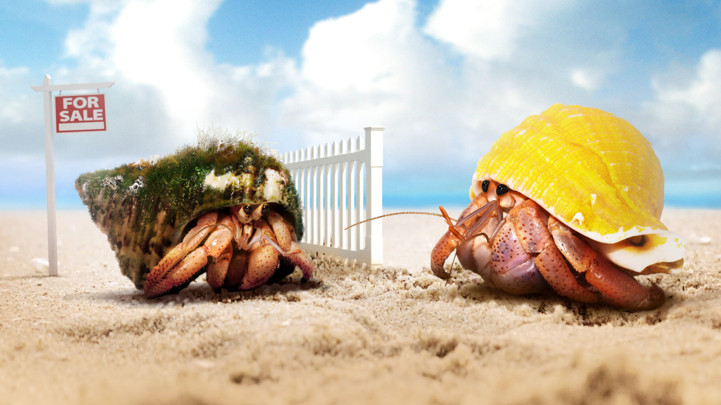 Zoopla TV advert - Crab World 