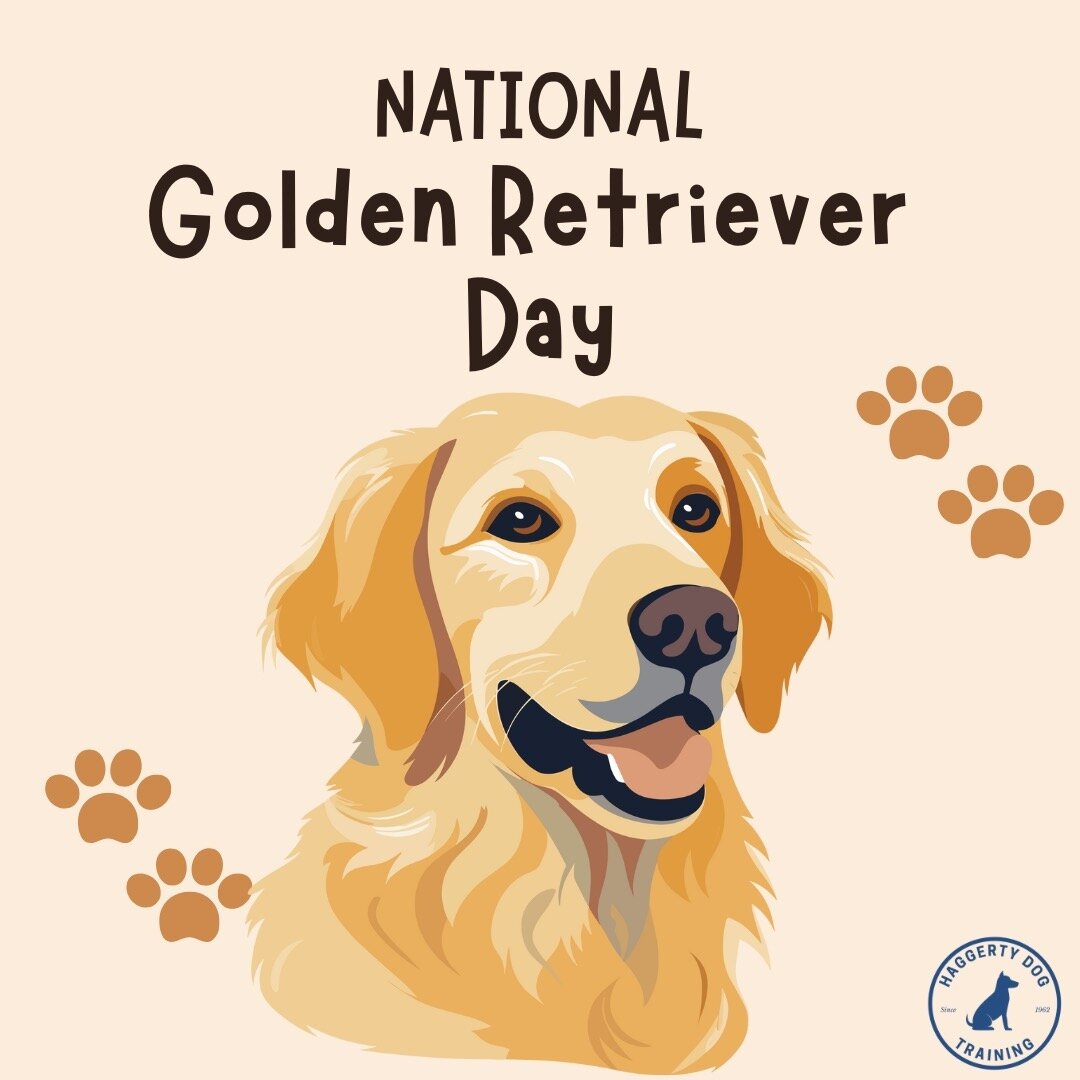 Happy National Golden Retriever Day! 🐾 #hdt #HaggertyDogTraining #fldogtrainer #DogTraining #DogTrainer #golden #goldenretriever #nationalgoldenretrieverday