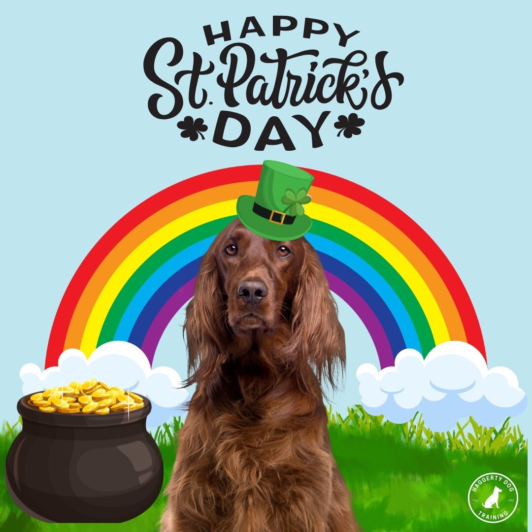 Happy St. Patricks Day from Haggerty Dog Training! ☘️ #hdt #HaggertyDogTraining #fldogtrainer #DogTraining #DogTrainer #stpatricksday #happystpatricksday