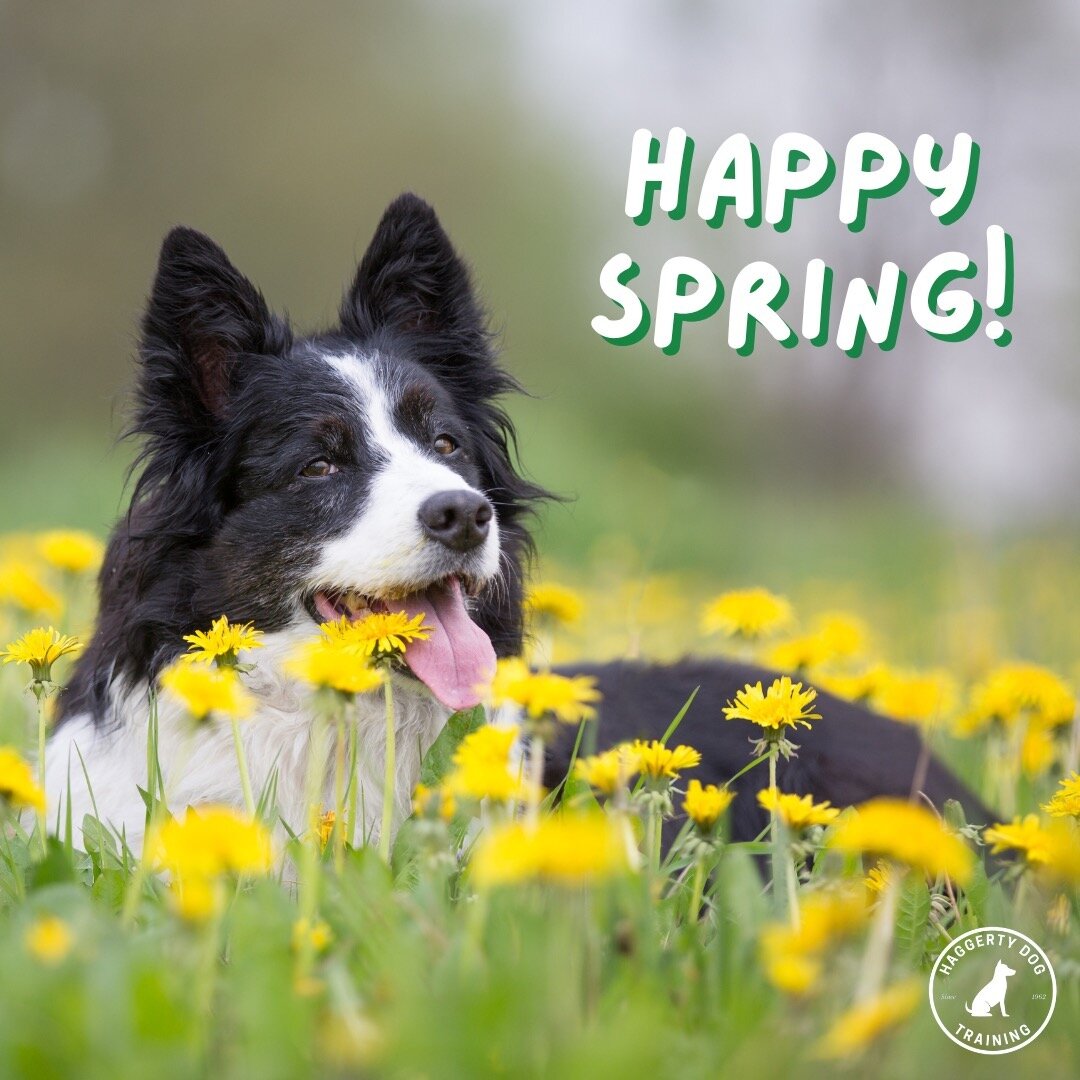 Spring is in the air! 🌹🌸🪻 #hdt #HaggertyDogTraining #fldogtrainer #DogTraining #DogTrainer