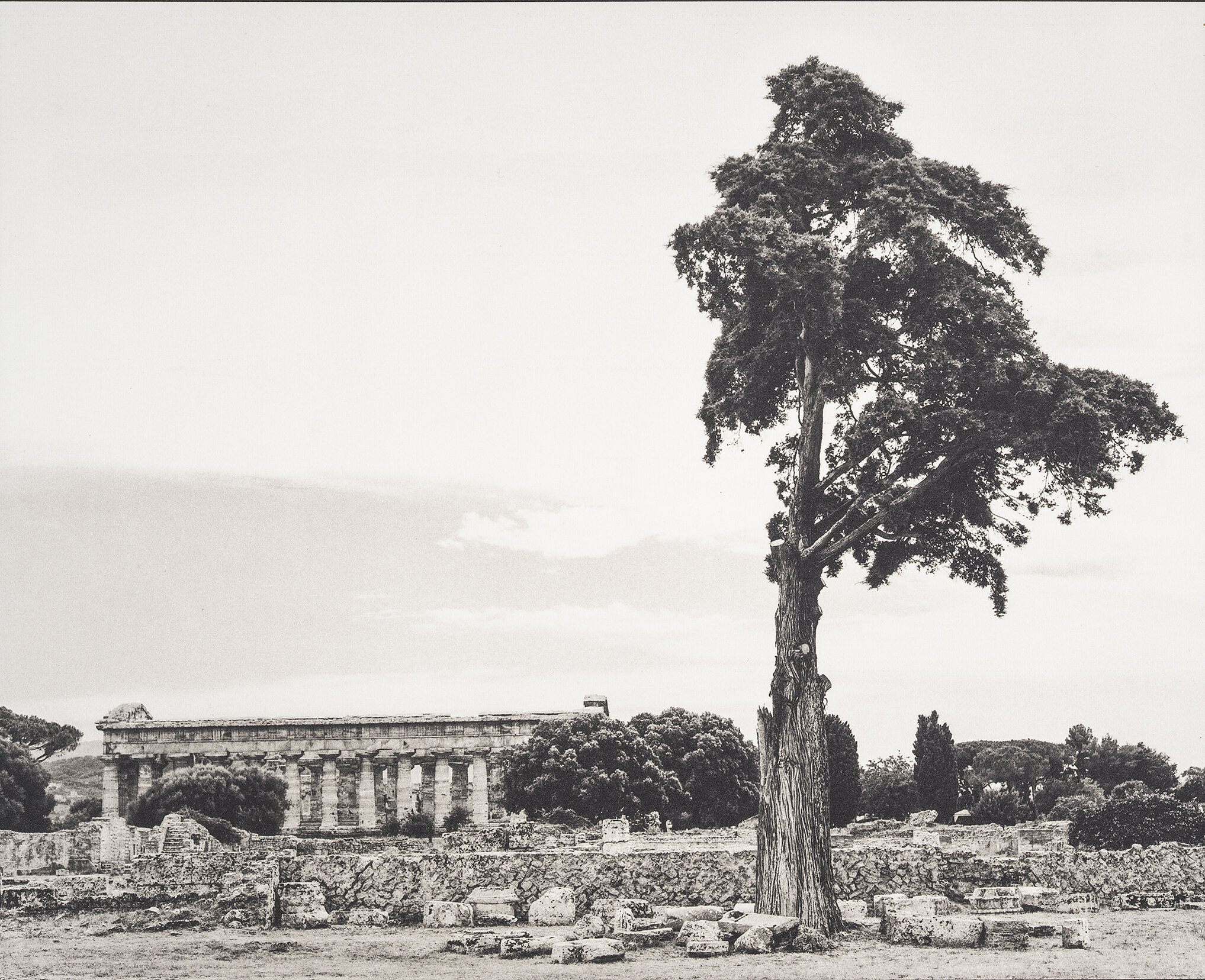 Temple of Neptune with tree Paestum.jpg.jpg