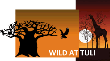 Wild At  Tuli Safaris