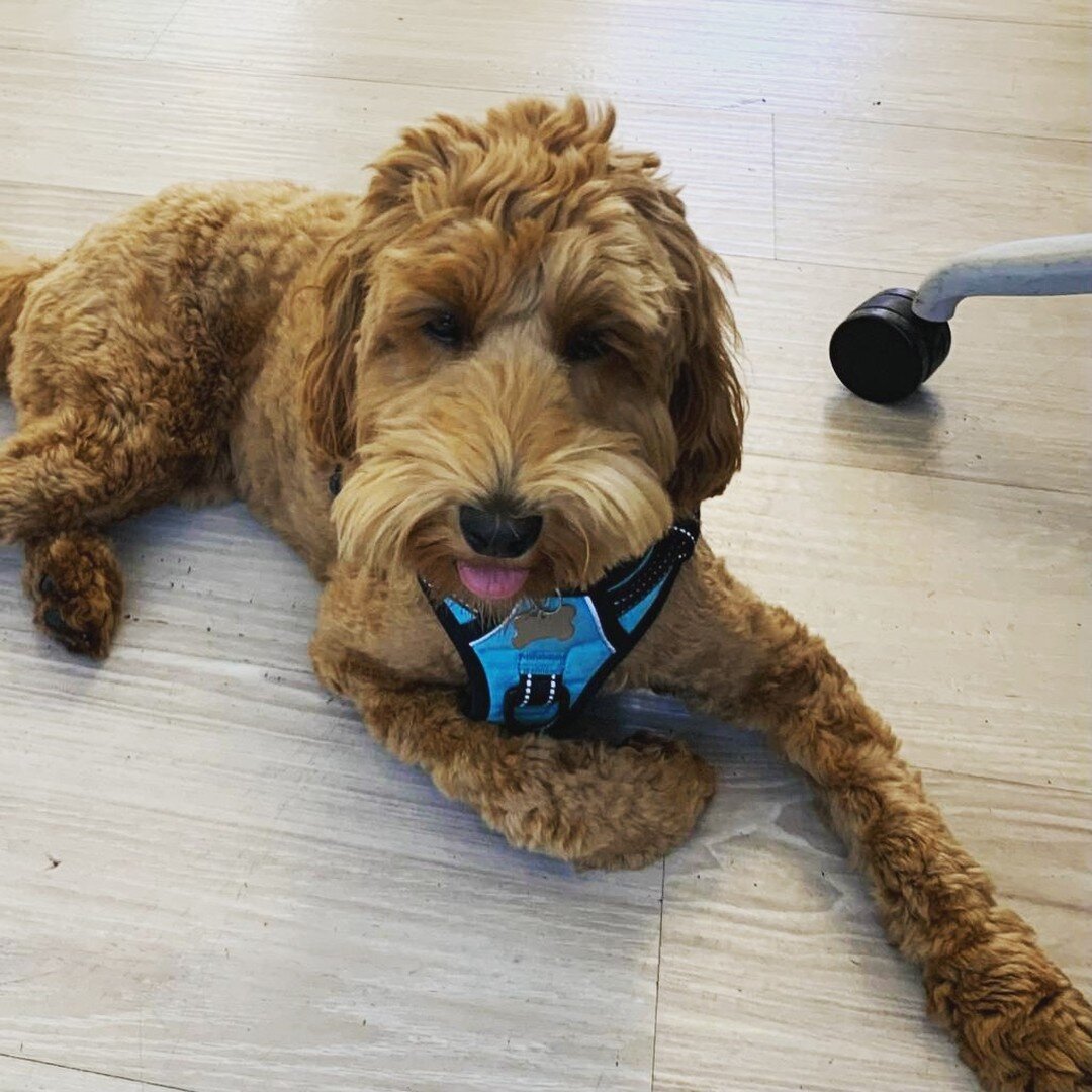 Aren't we lucky to have company today in the office? #officedog #agencylife #backtotheoffice