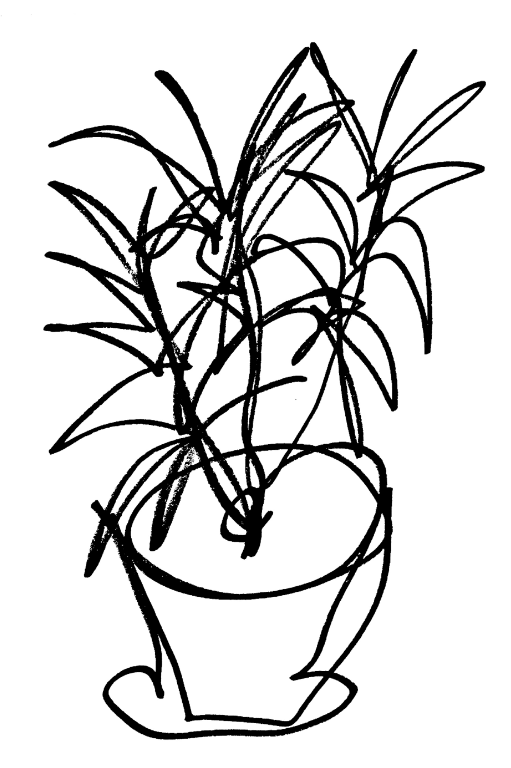 contour drawing in black marker of a Song of India plant