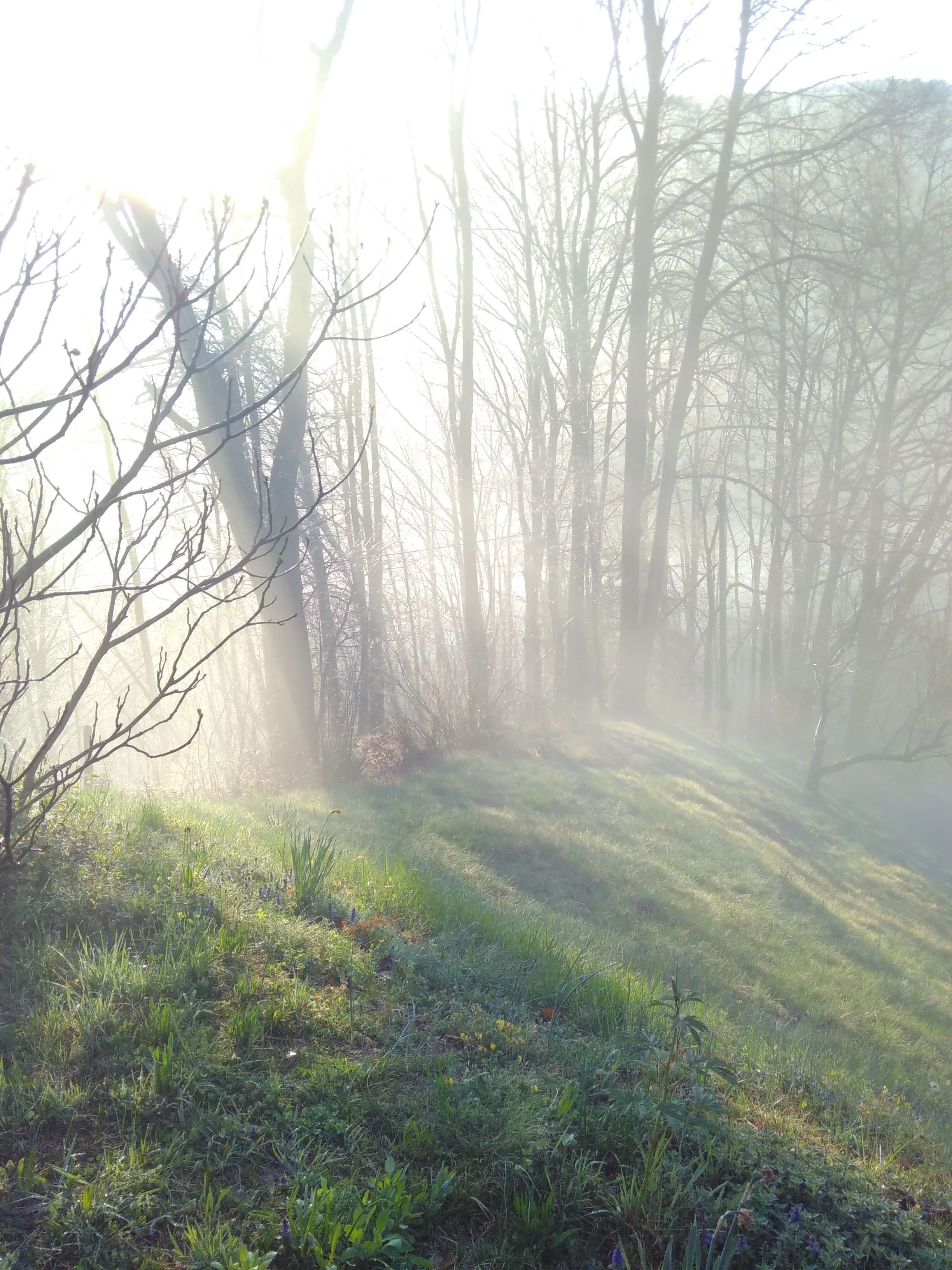 mist_frühling.jpg