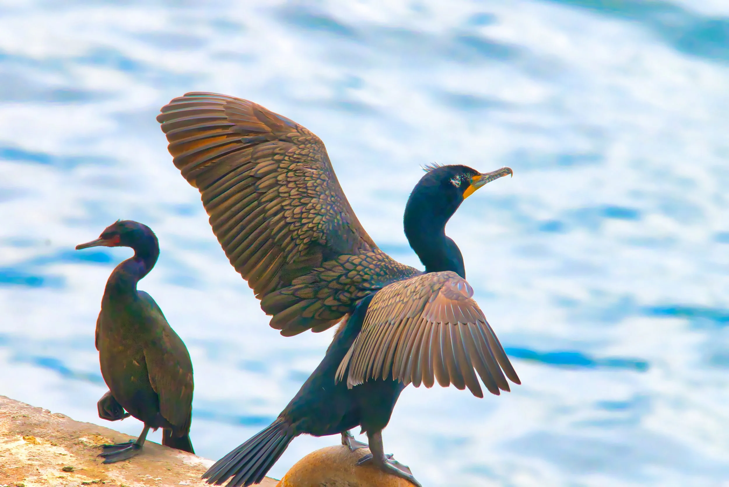 CORMORANT ABOUT TO FLY