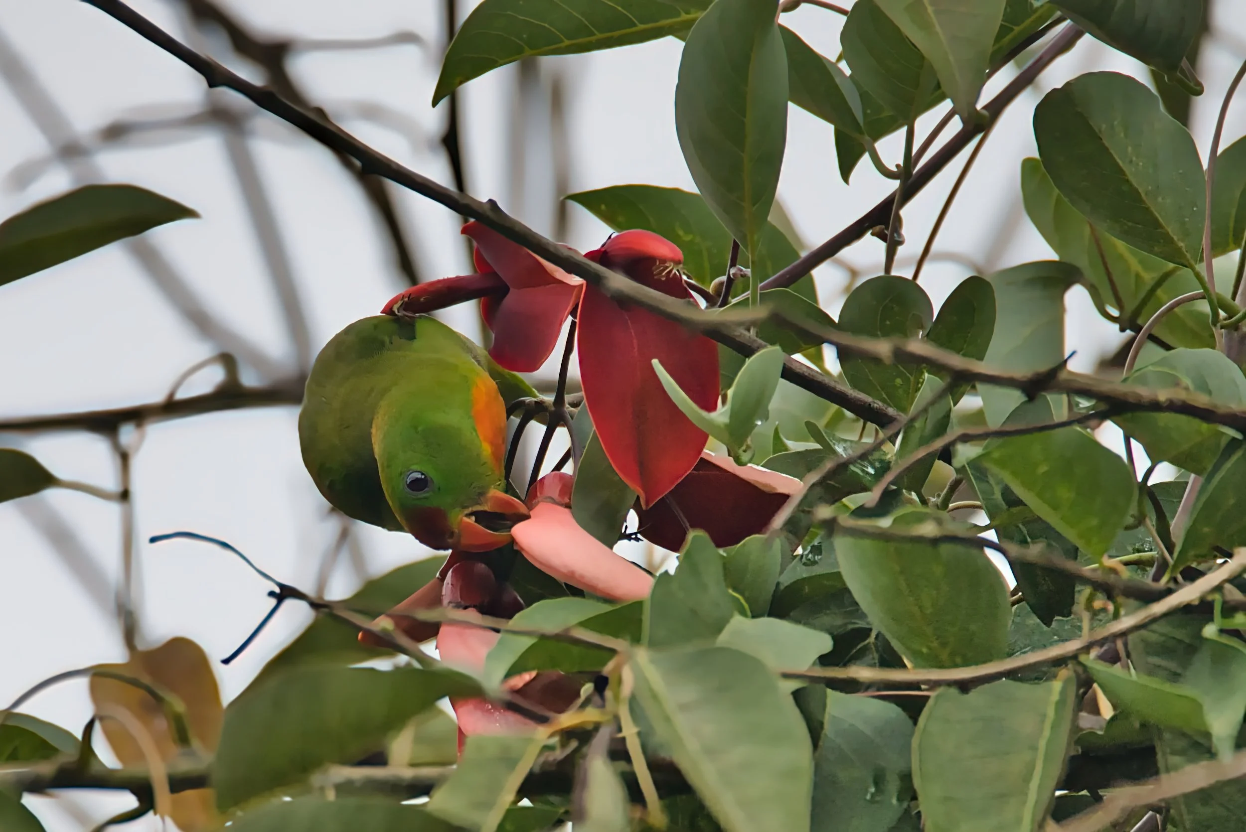 BIRD CHEWING SOMETHING