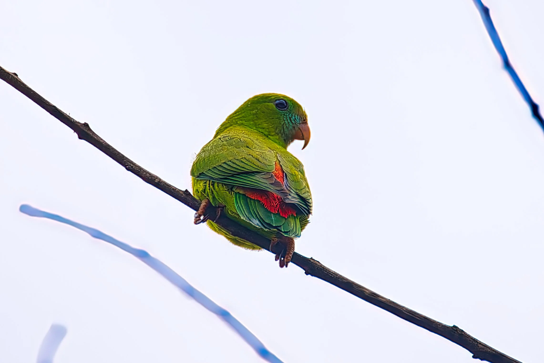 PHILIPPINE PARROT NOTICED SOMETHING