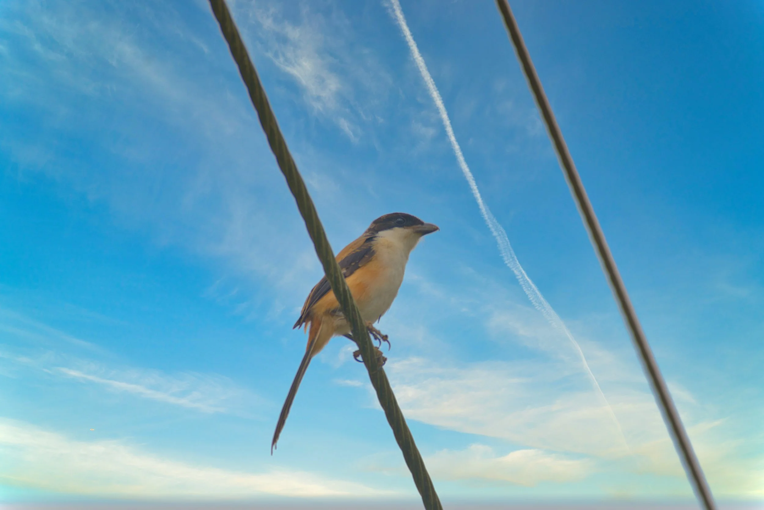 LONG TAILED SHRIKE BIRD