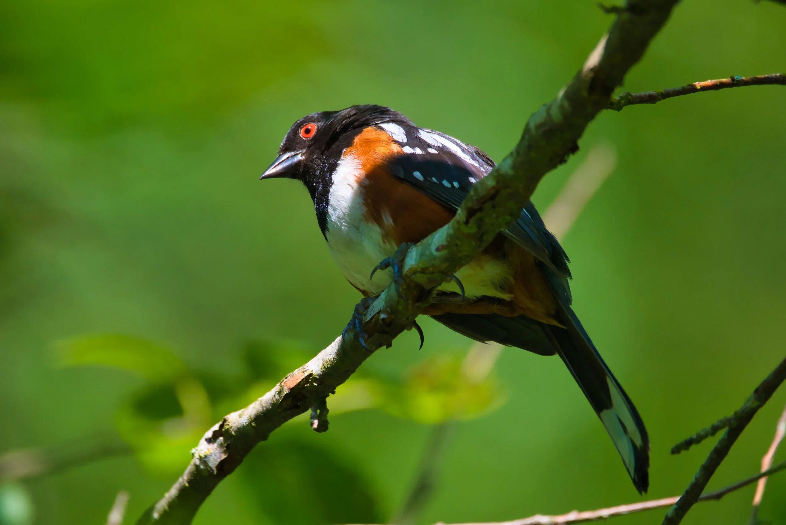RED EYED TOWHEE