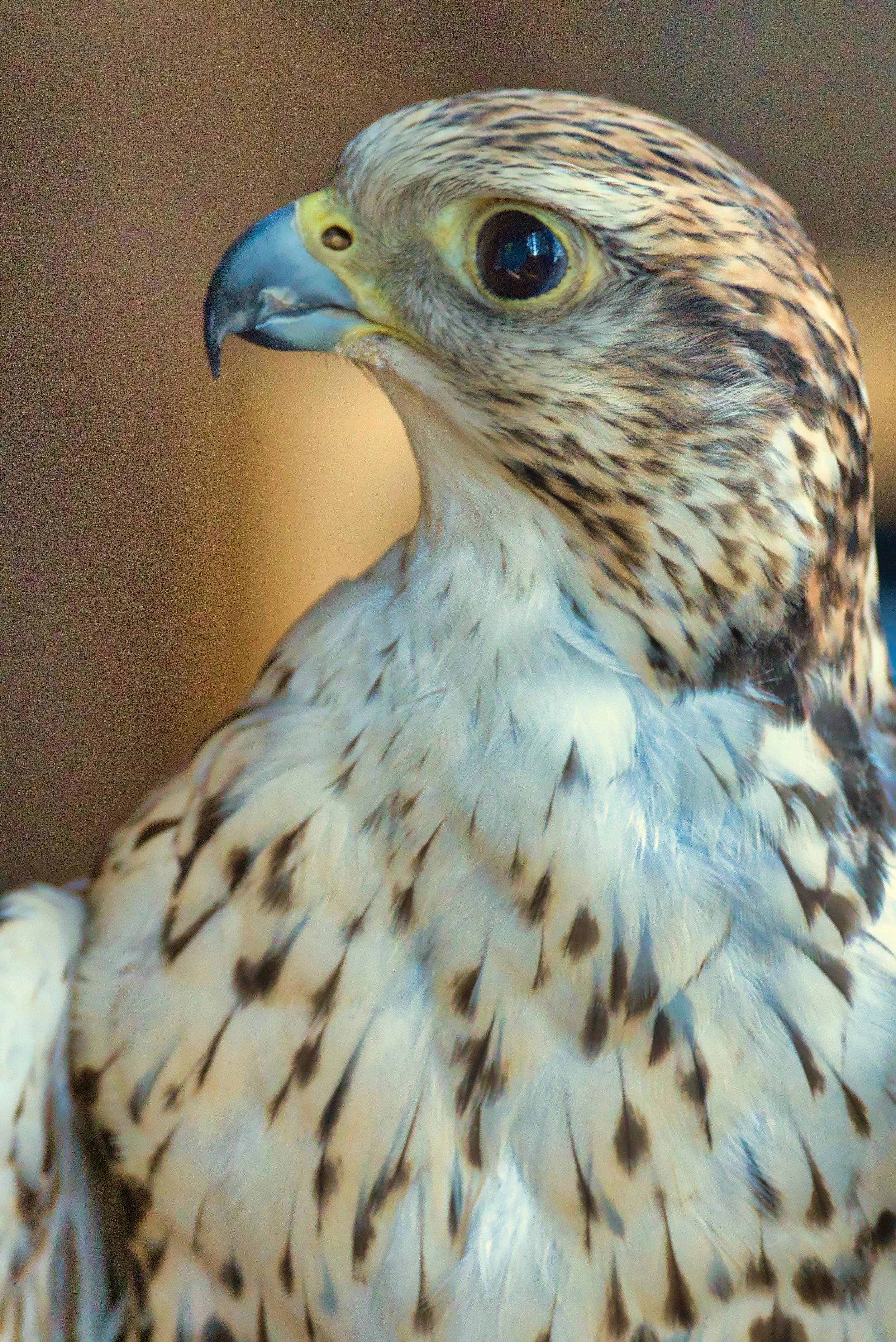 PEREGRINE FALCON RELAXING