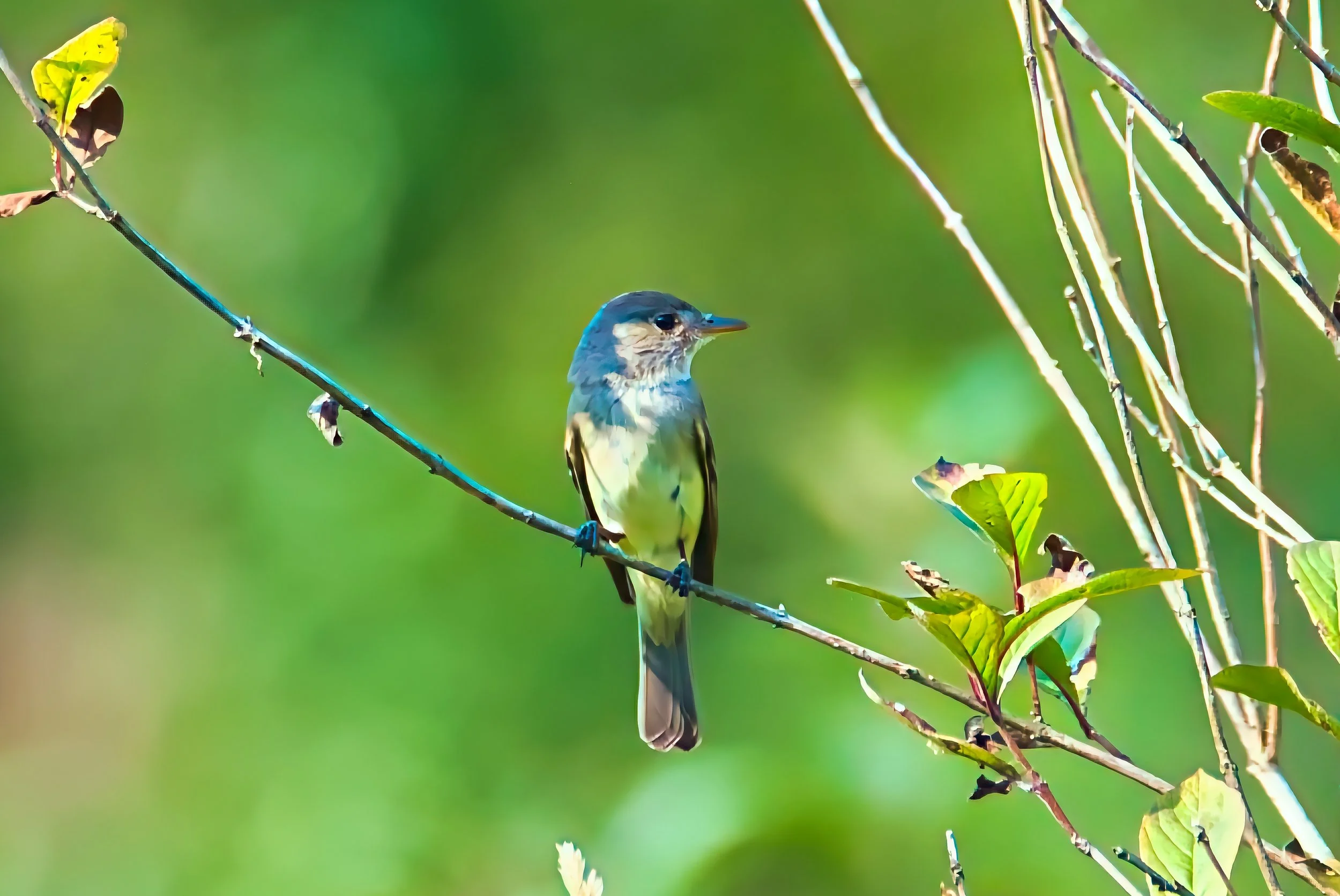 BARN SWALLOW