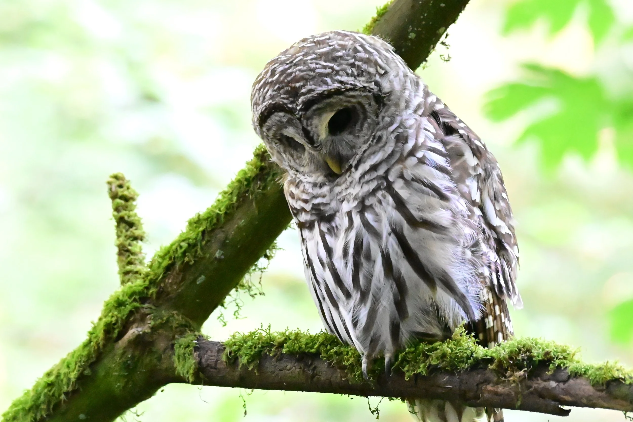 BARRED OWL