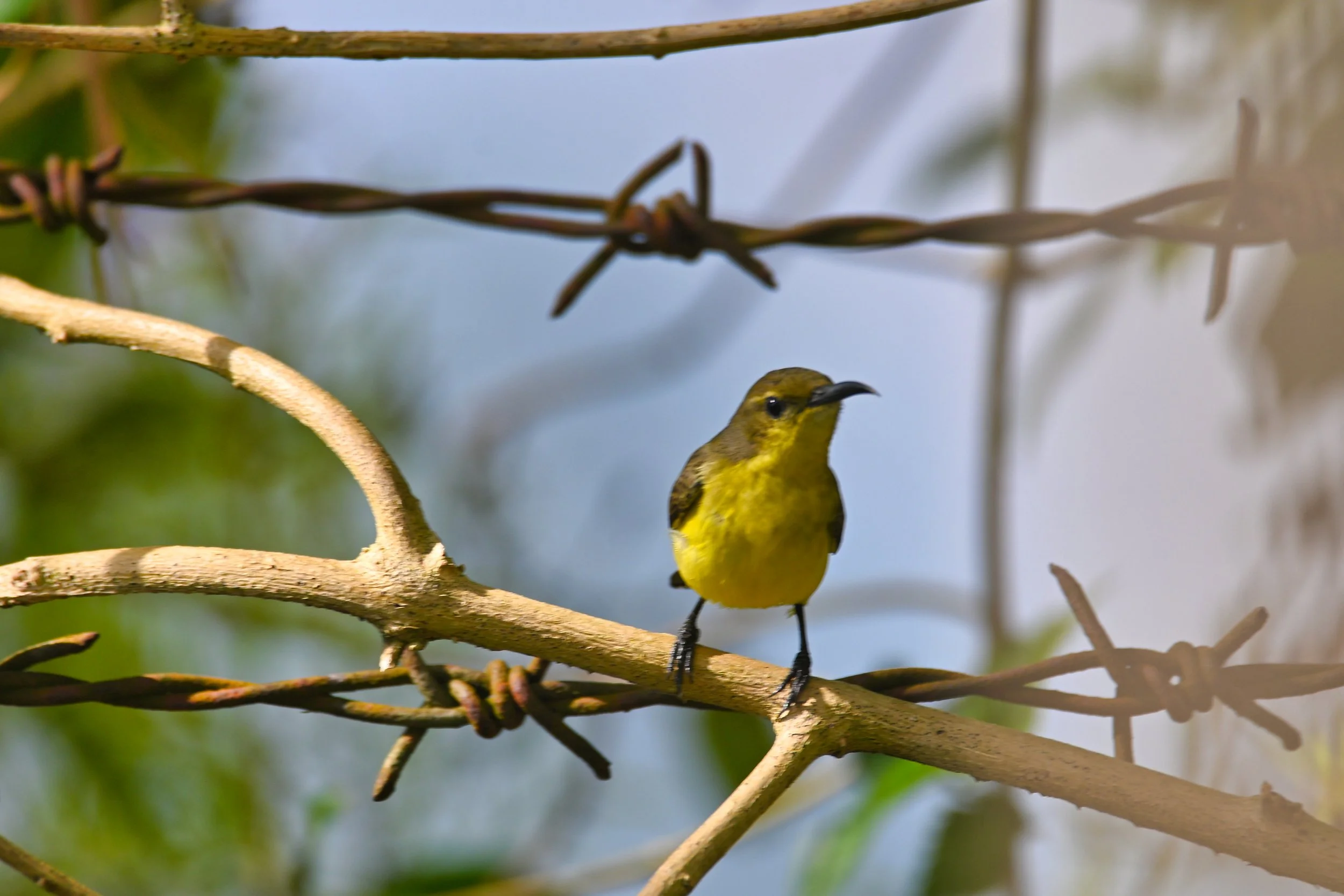  YELLOW BELLY BIRD 