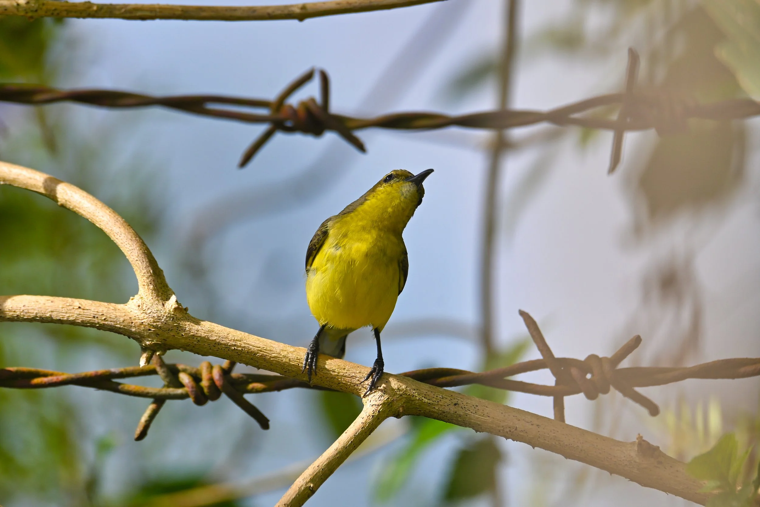 YELLOW BIRD