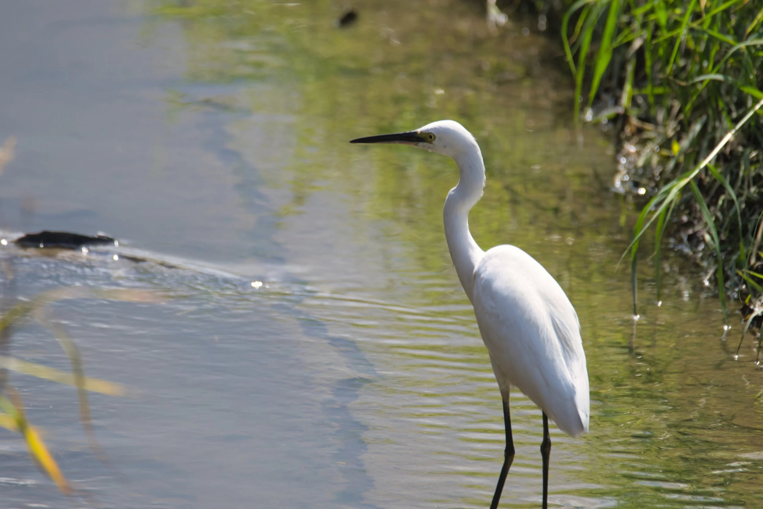 PHILIPPINE EGRET