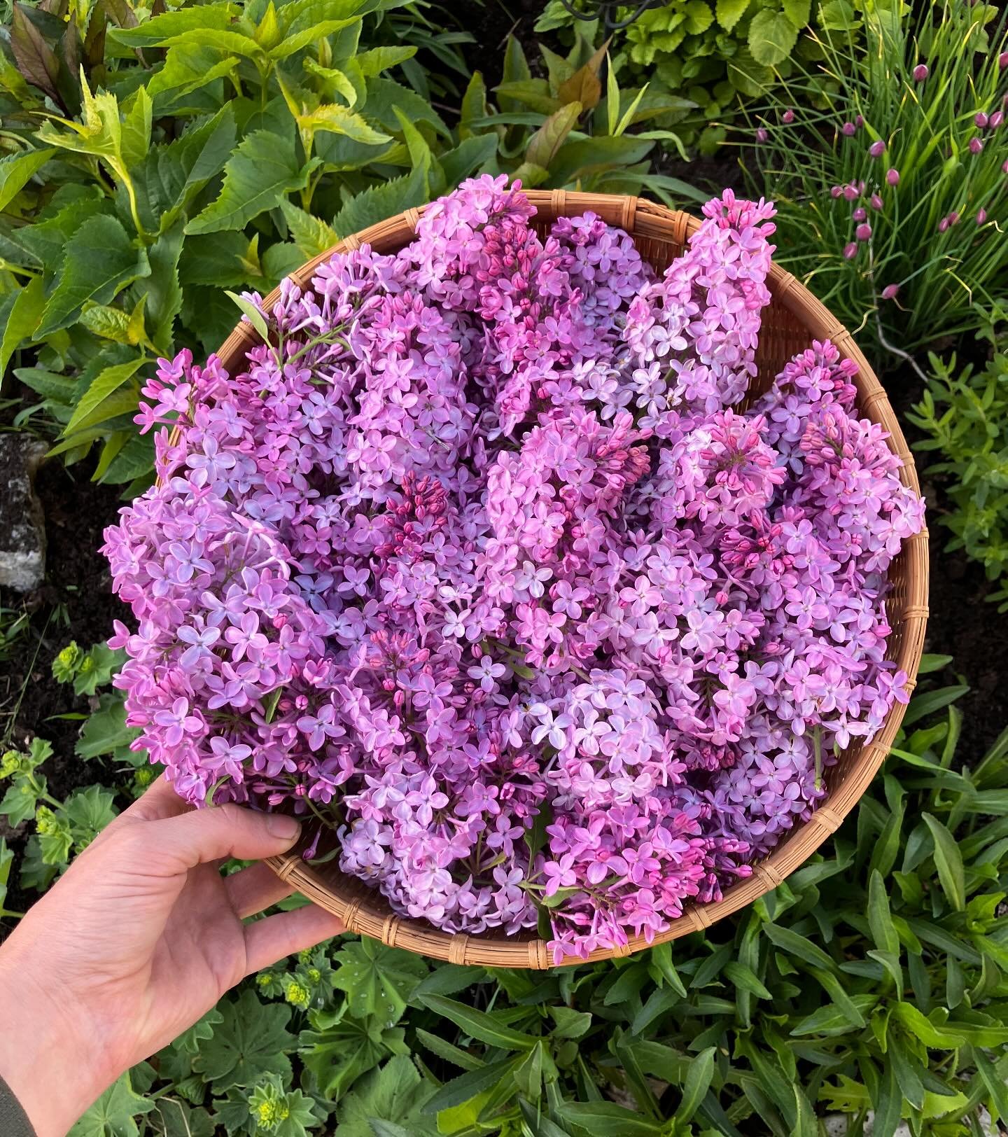 And just like that it&rsquo;s spring! Lilac lemonade on the way!
