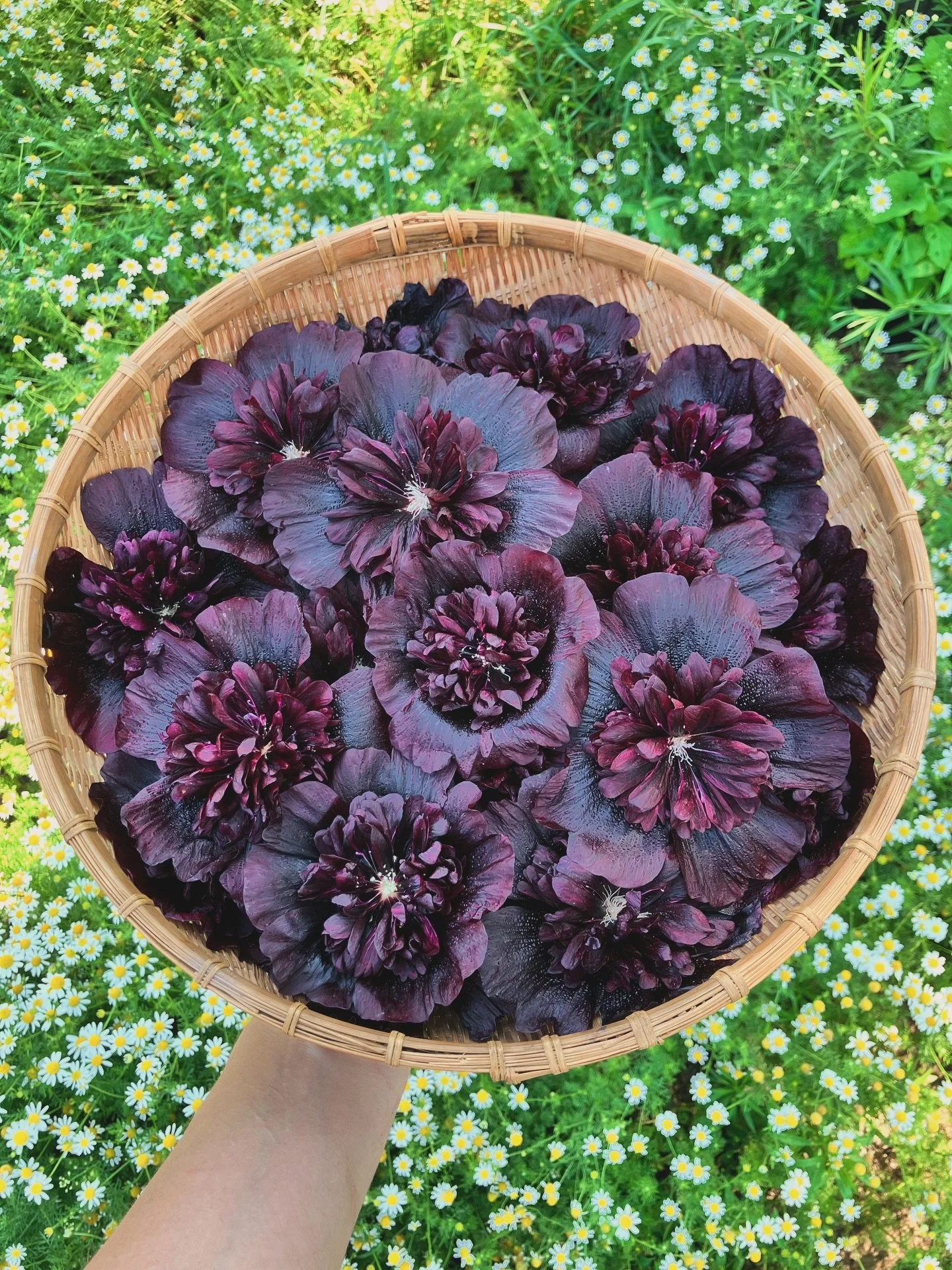 Missing the flowers on this frosty winter day.