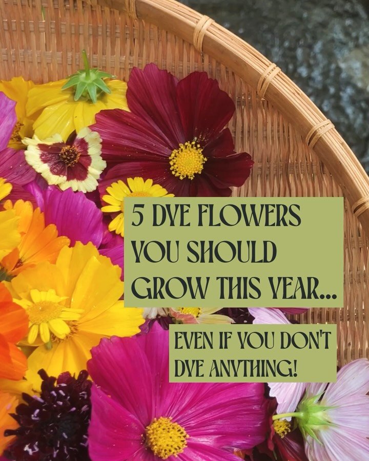 🌼5 Dye Flowers You Should Grow This Summer!🌼 Even if you don&rsquo;t dye anything with them!  #1 Coreopsis
Coreopsis are prolific bloomers, low maintenance and easy to grow. They can be used in dyeing and ecoprinting and come in a wide variety of s
