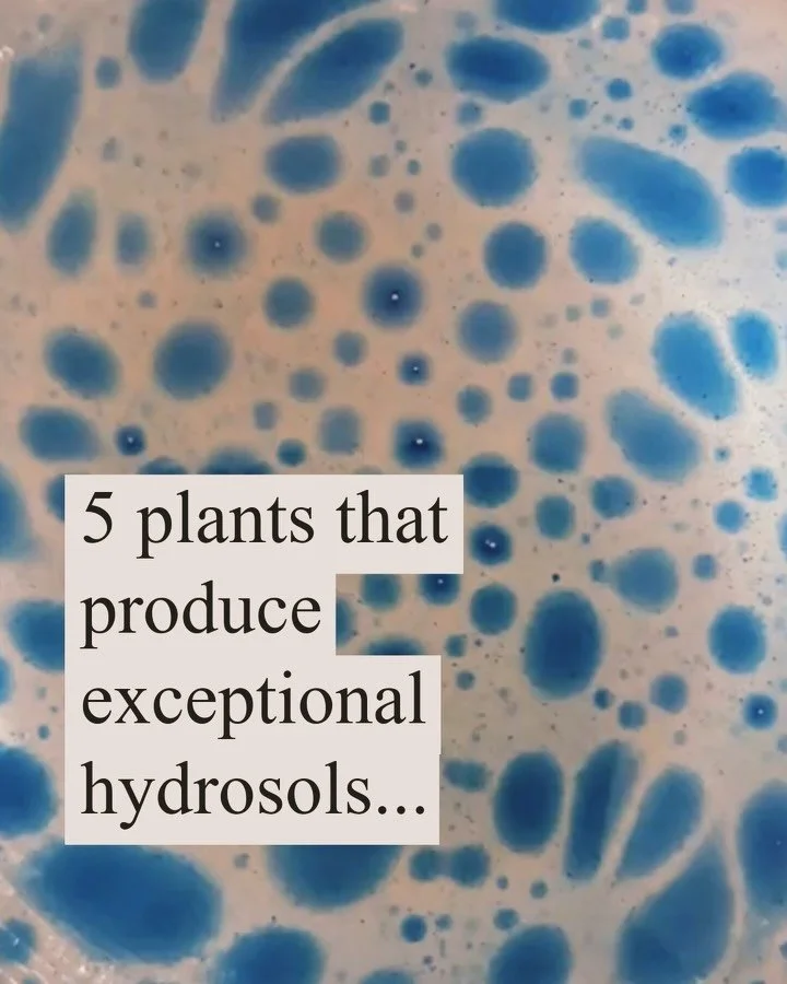 5 plants that produce exceptional hydrosols&hellip;.

Hydrosols can be made from many plants, but some produce more aromatic hydrosols than others.

These five plants are great for new distillers since they produce outrageously fragrant hydrosols:

L