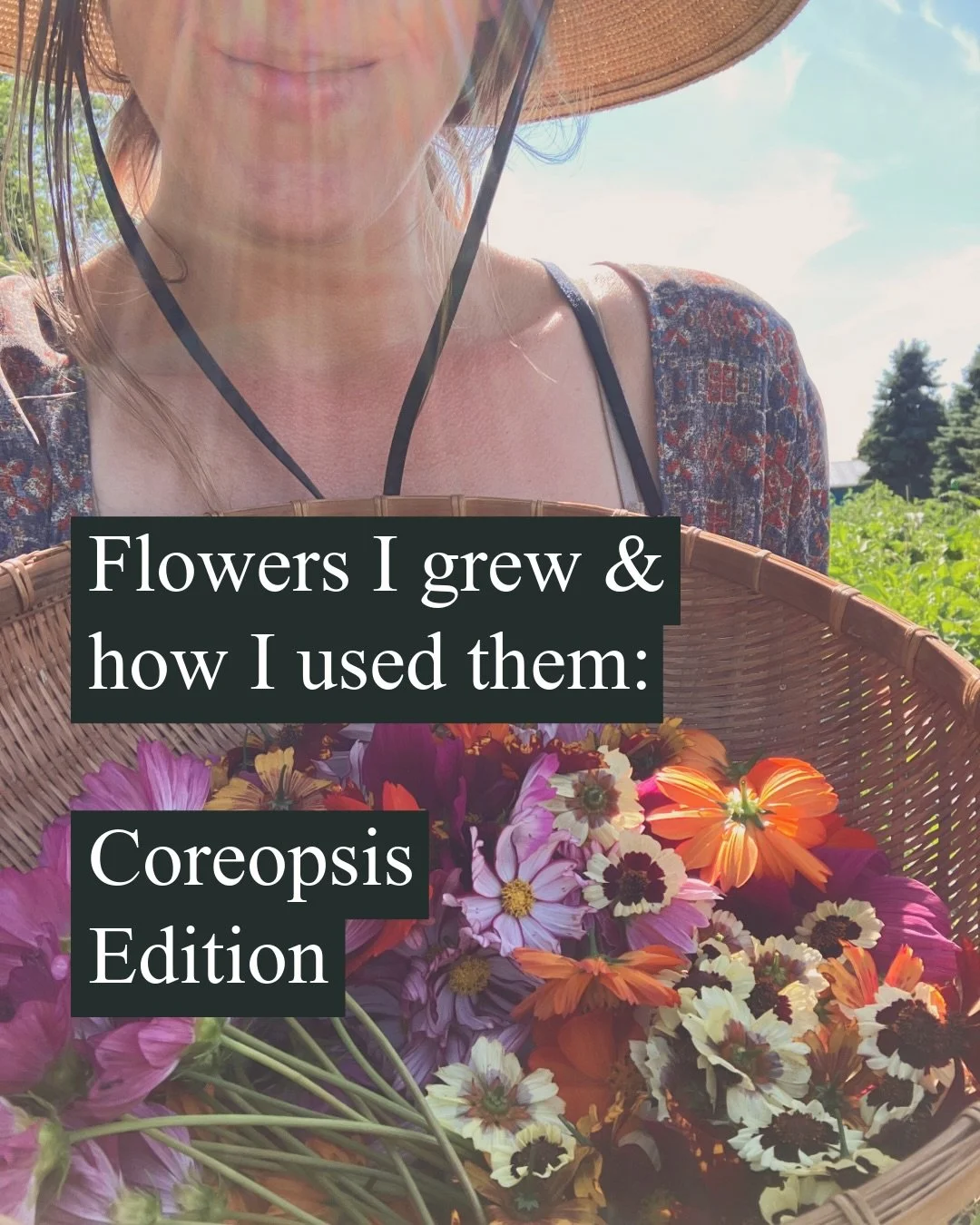 I&rsquo;ve never met a dye flower I didn&rsquo;t like, but coreopsis may be my favorite&hellip;. 
For the last few years I&rsquo;ve been growing tons and tons of these for use in my textile art and am smitten- they bloom for months, come in a dizzyin