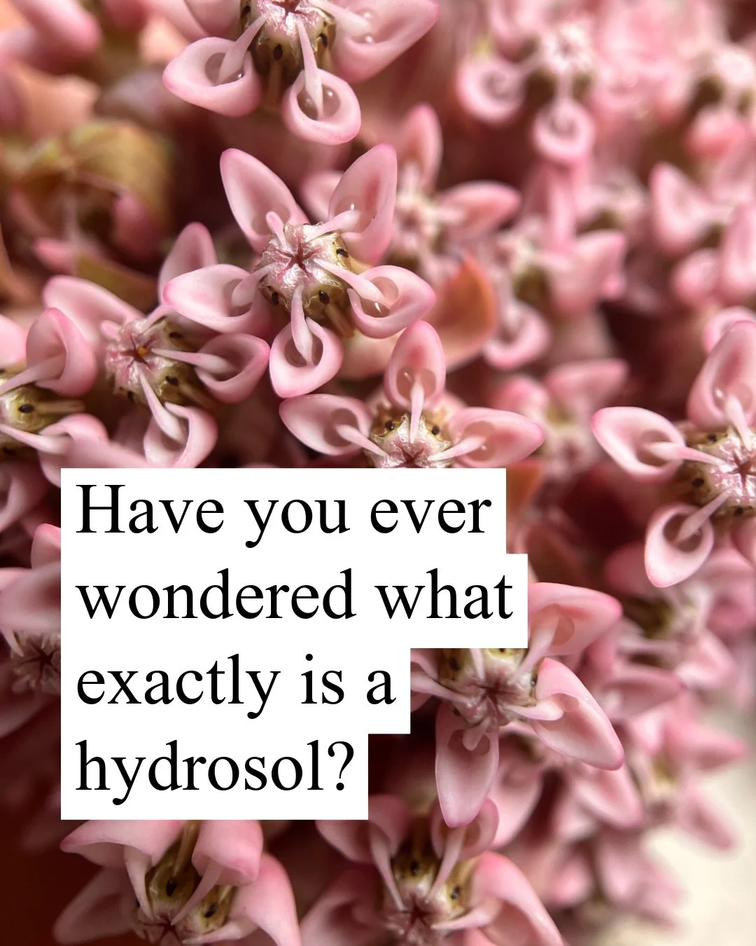Hydrosols aren&rsquo;t just diluted essential oils- they are their own unique product produced through botanical distillation 💧 #hydrosol #distillation #botanicaldistillation #aromaticdistillation #aromatherapy