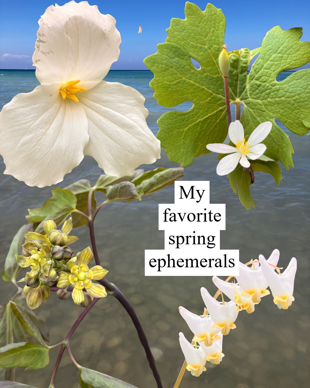 Spring is here but the flowers are still weeks away in Northeast Michigan- what is spring like where you live?  #ephemeral #springephemerals #trillium