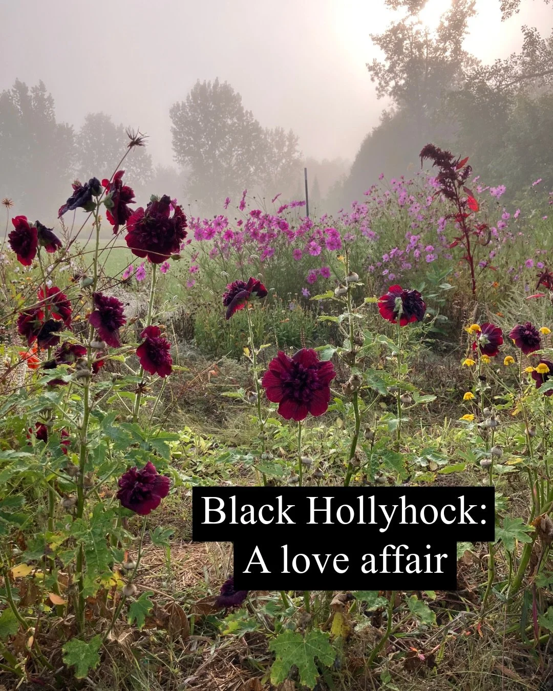 Growing plants is an obsession for me that knows no bounds.  While lots of the plants I grow are for my business, every year I grow many other plants for pleasure- for food, for medicine, for textile dye, and others for absolutely no reason other tha