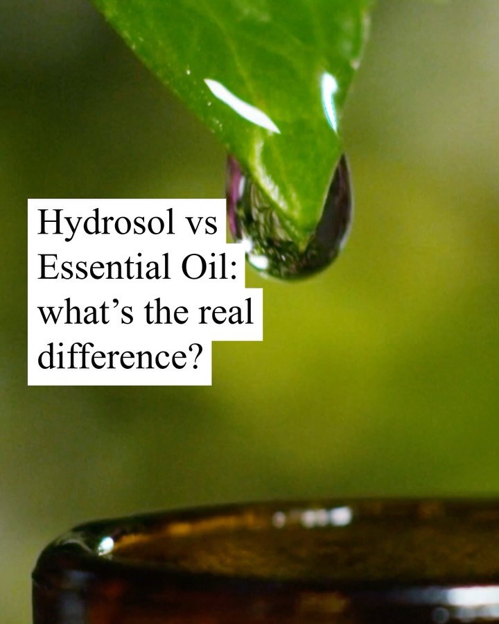 Hydrosols are not just diluted essential oils- they are a totally different product produced through the same process of distillation.  #hydrosol #botanicaldistillation #hydrosoldistillation #aromatherapy #essentialoil