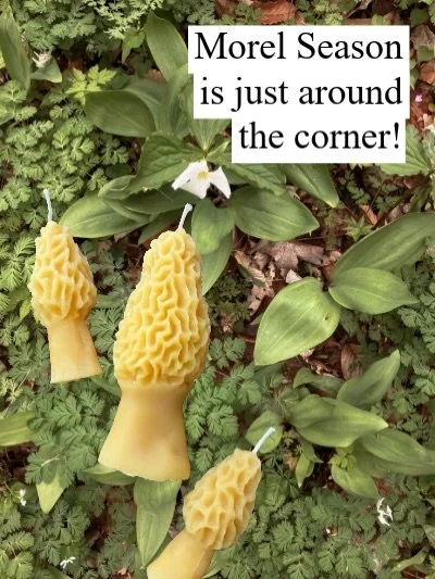 Morel Season is just around the corner!

In honor of Morel season, we&rsquo;re doing a big sale on Morel Candles- 40% off until the end of April- just use the code SHROOM

Made with 100% Michigan Beeswax from our friends at Jelenik Apiary in Sutton&r