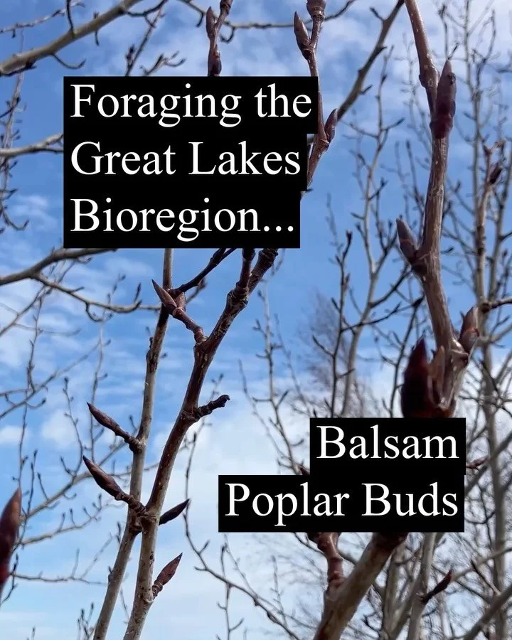 Foraging the Great Lakes Bioregion: Balsam Poplar Buds (Populus Balsamifera)

Poplar trees of many varieties hold a rich aromatic resin in between the tightly folded buds that will erupt into leaves come spring. 

While many species in the Populus ge