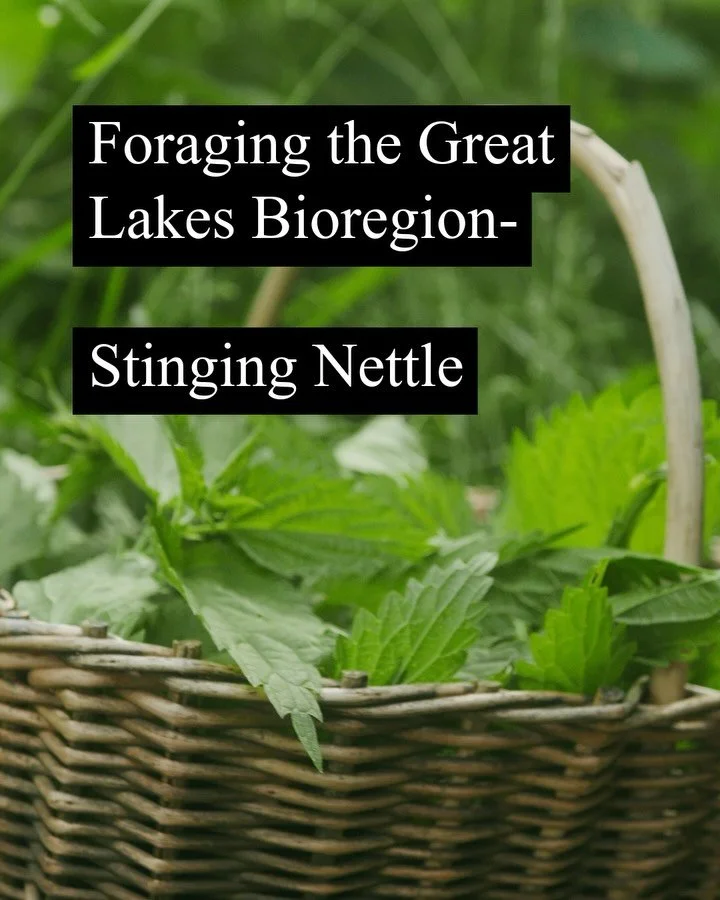 Nettle season is in full swing in my neck of the woods!  Do you eat nettles too? If so what are your favorite foods to make with them?  #foraging #greatlakesforaging #midwestforaging #nettles #foragingthegreatlakesbioregion