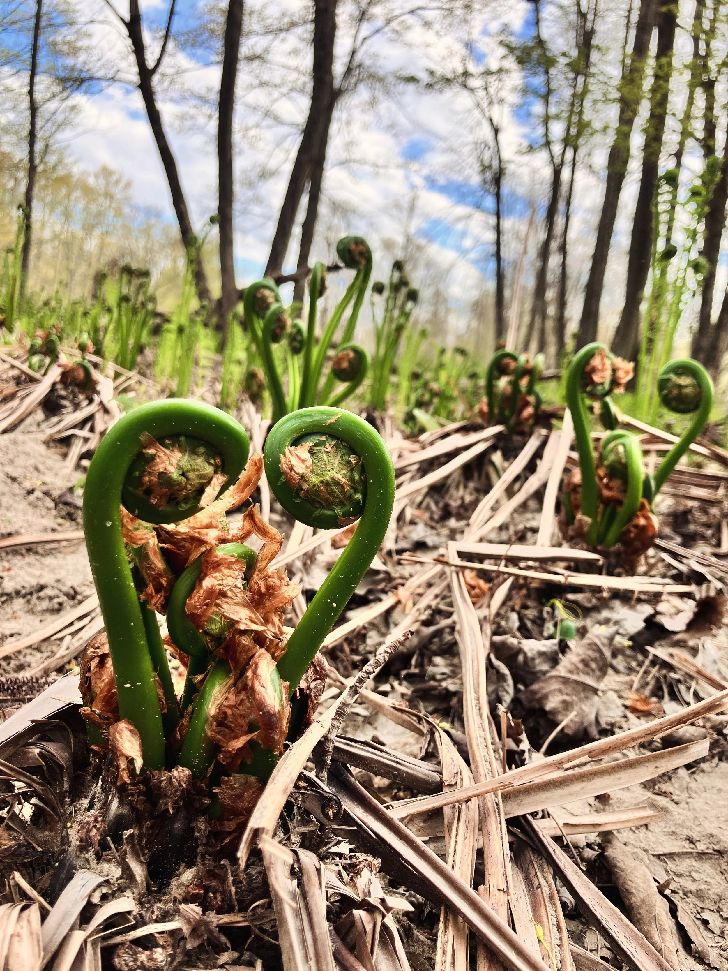 My favorite forest vegetable is back! #fiddleheads