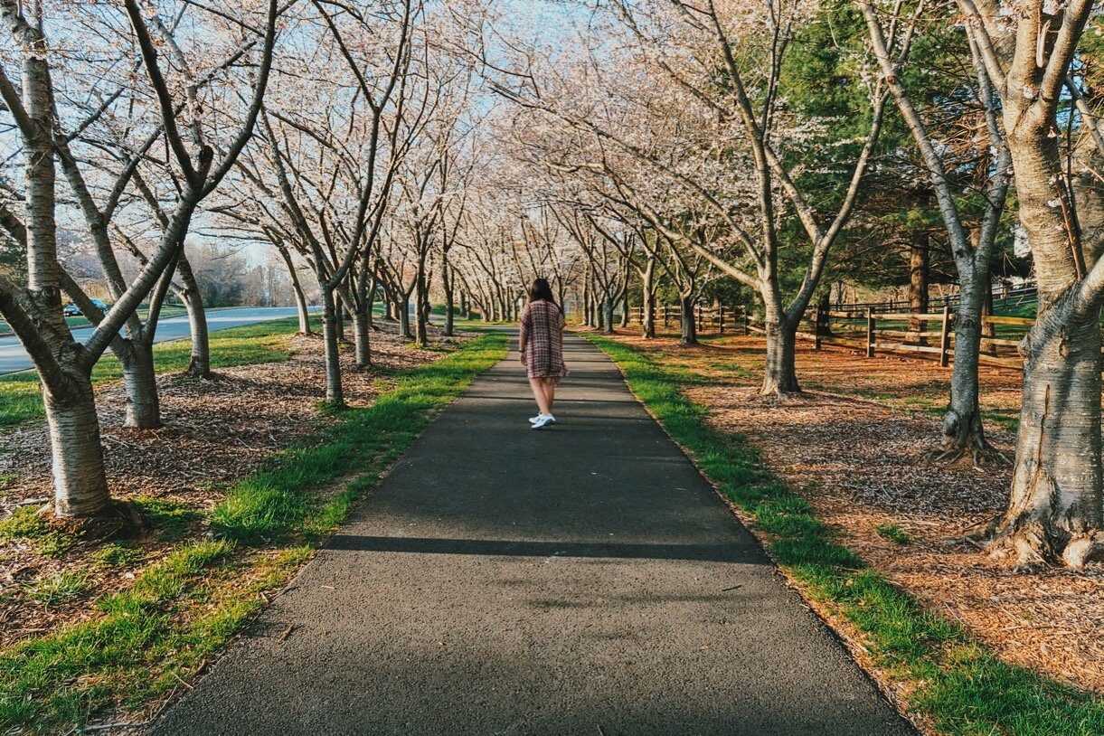 Before peak bloom