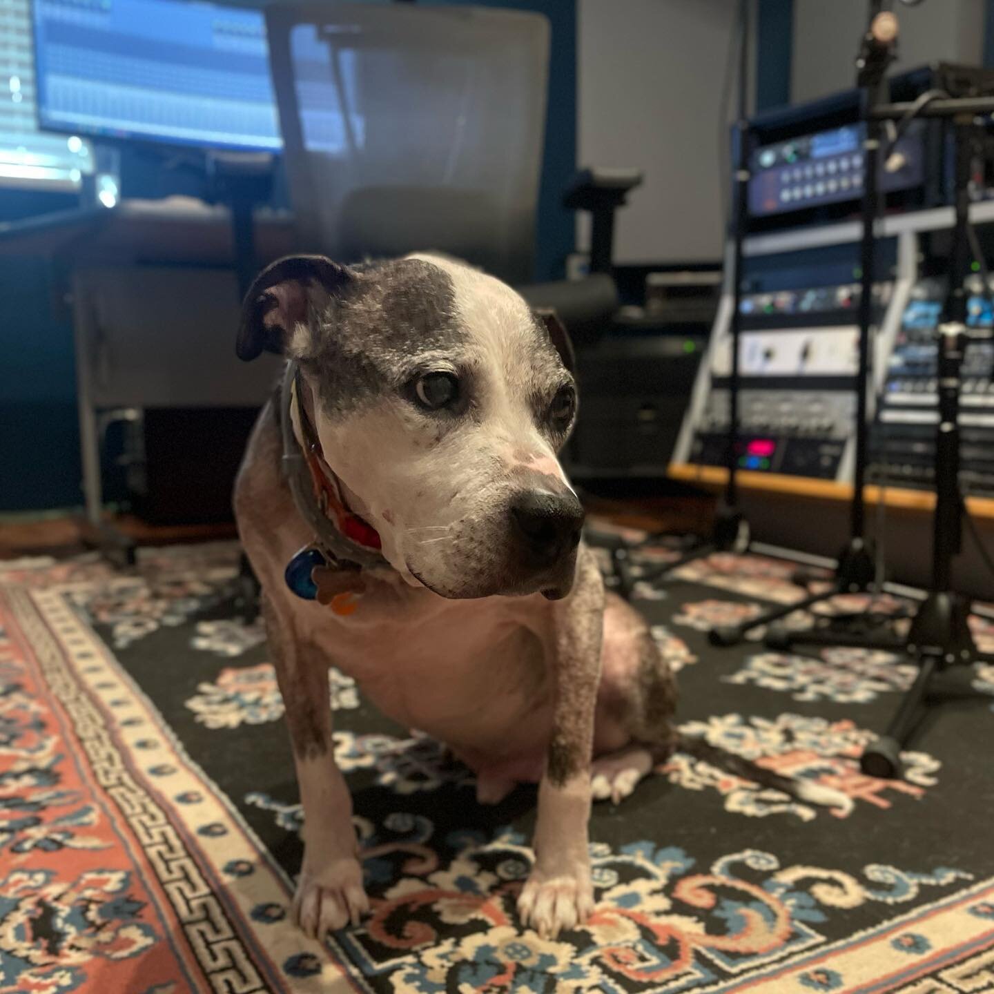&ldquo;It sounds fine&hellip; now can you feed me??&rdquo; -Grover Groverson III. #studiodog #homestudio