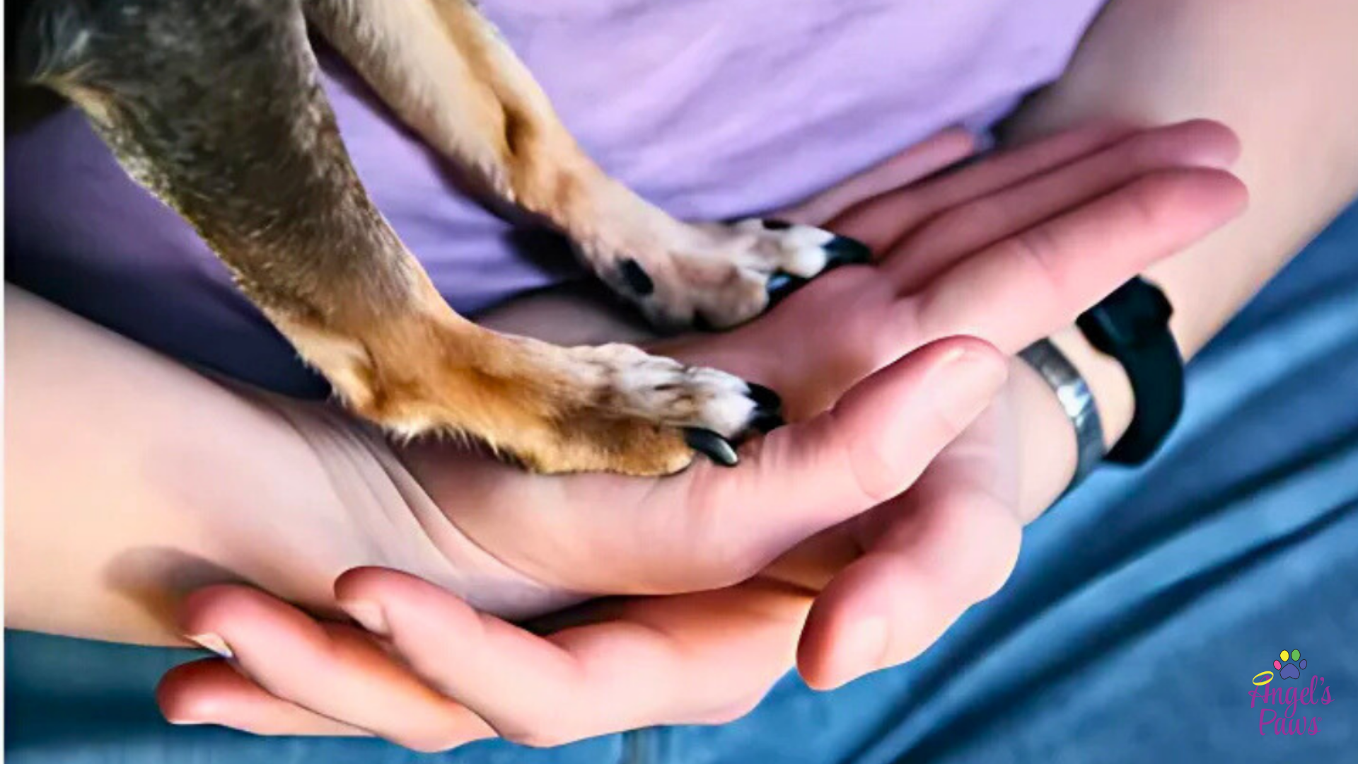 Veterinary Hospice: Top Five Benefits of In-Home Pet Hospice