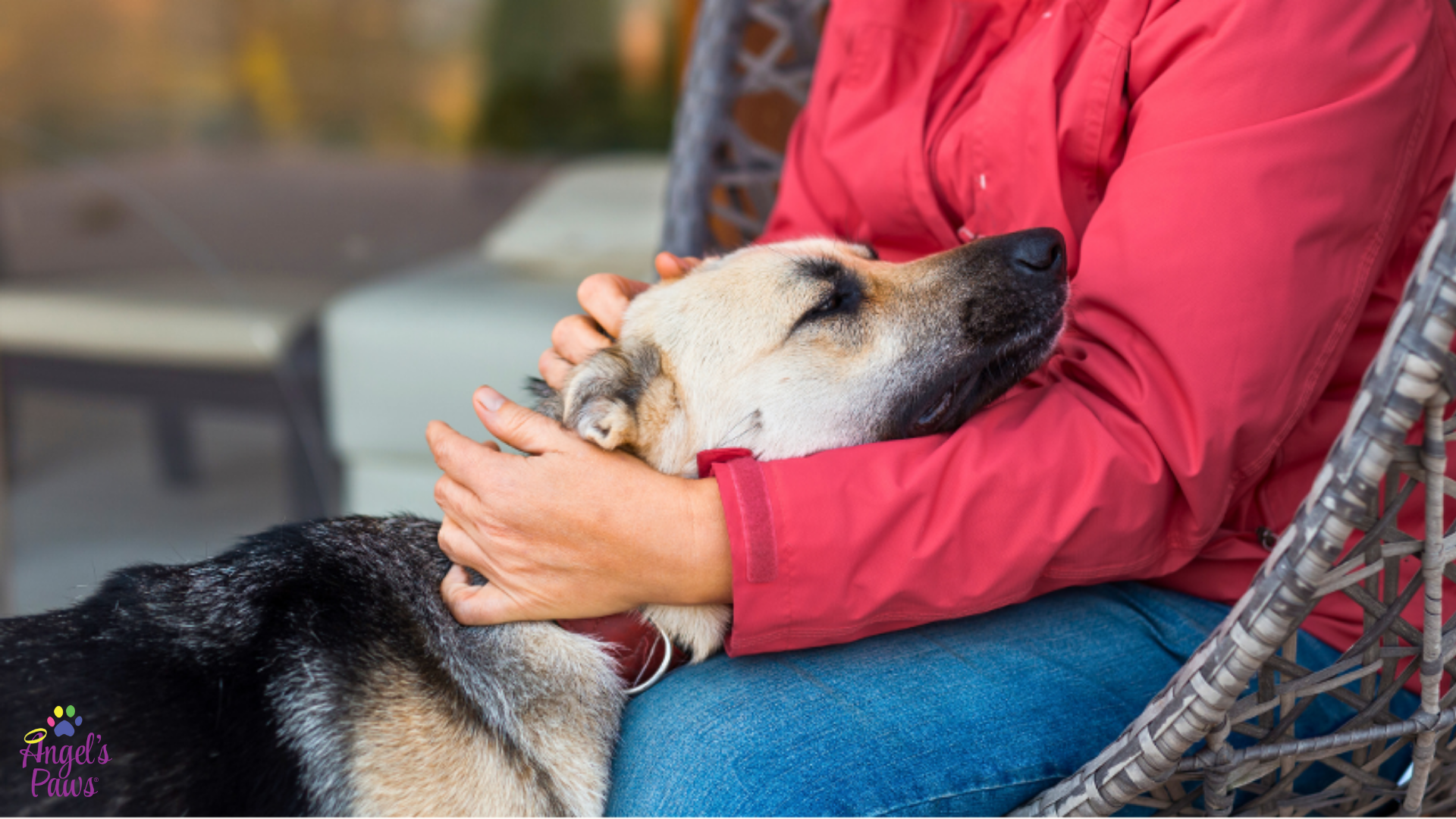 Five Differences Between Pet Hospice and Pet Euthanasia