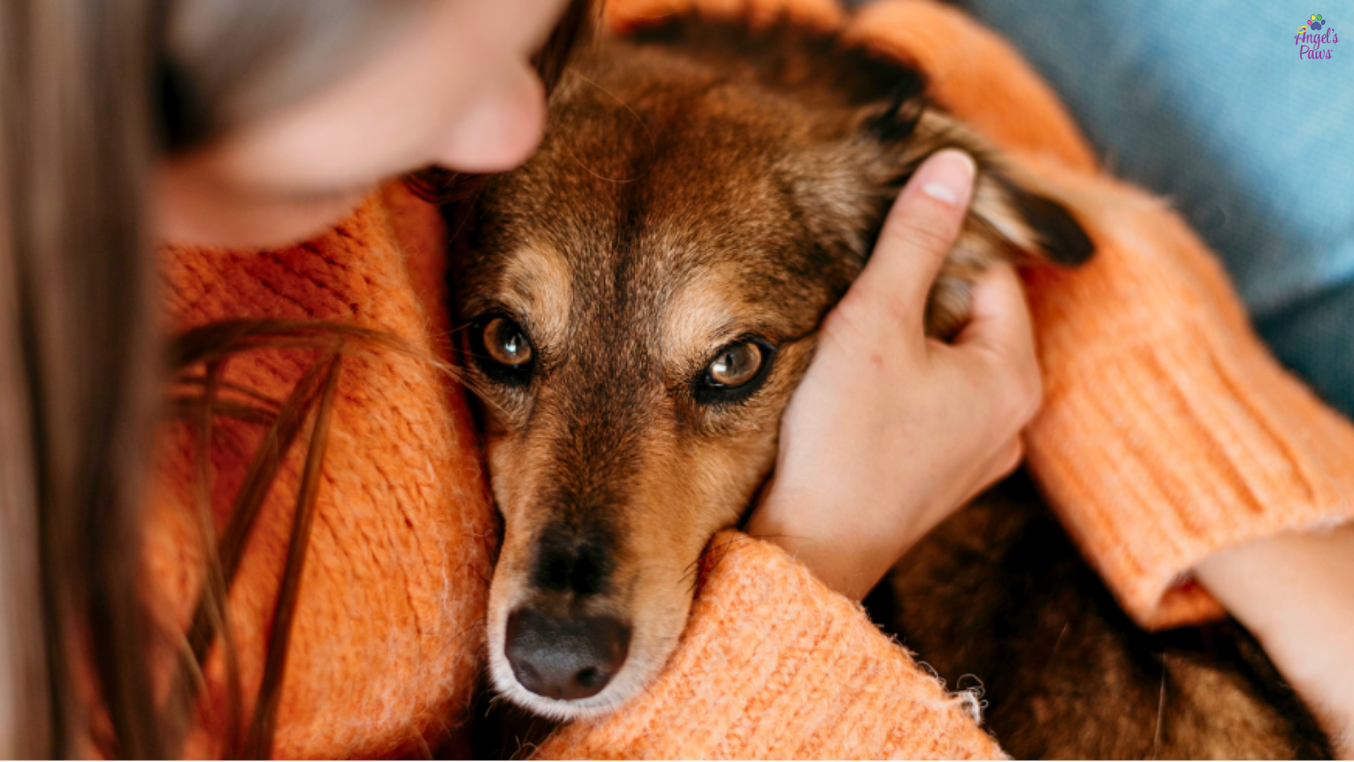At Home Pet Euthanasia: What to Expect During Your Pet’s Gentle Goodbye