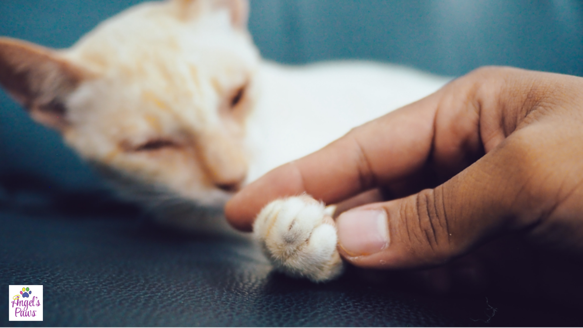 Veterinary Hospice: 5 Focuses for the Winter That Make a Big Difference for Aging Pets