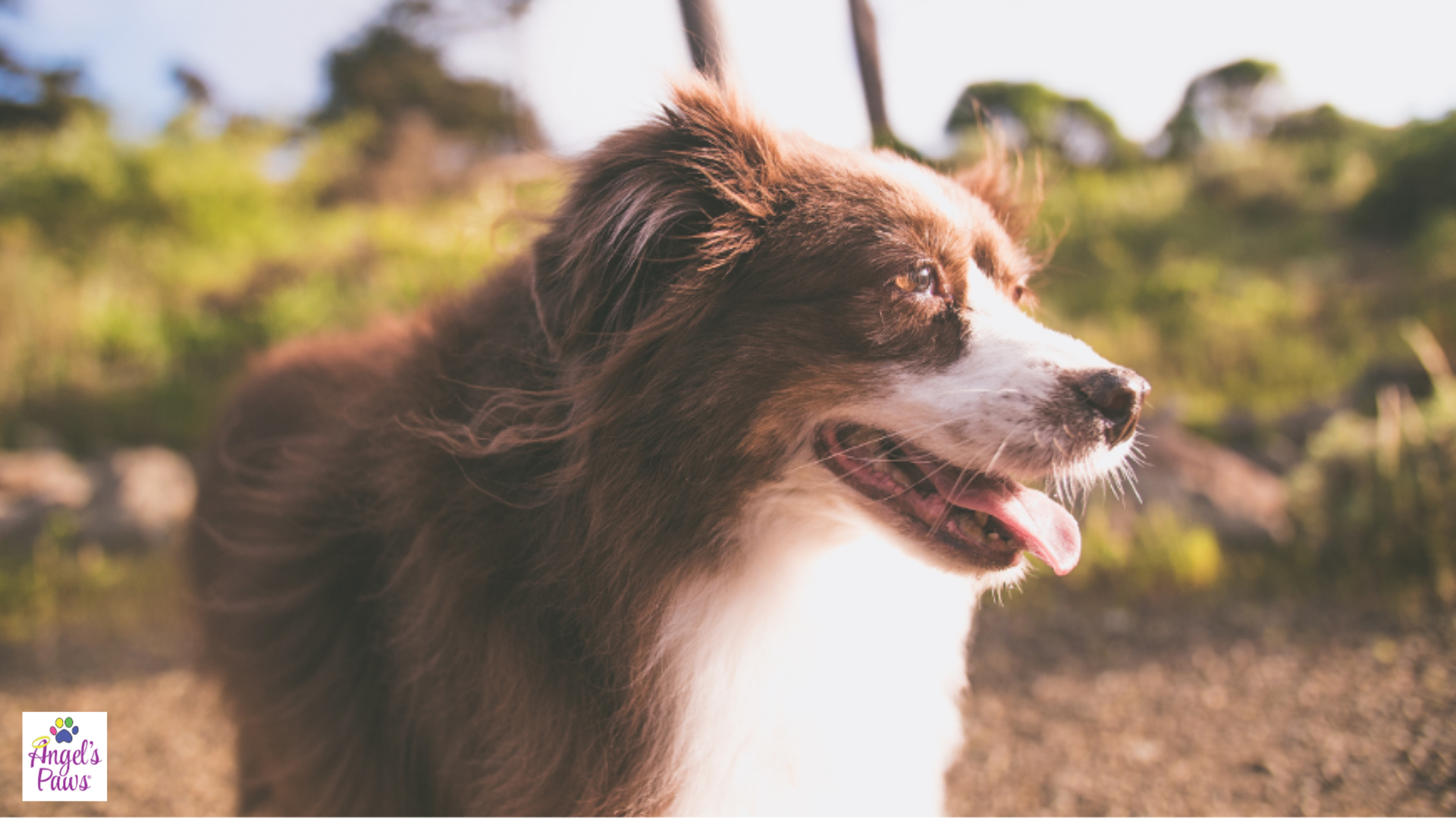 Pet Care: 5 Ways Weather Impacts Aging Pets