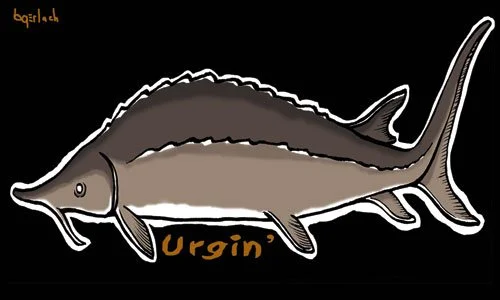 SturgeonSticker-copy.jpg