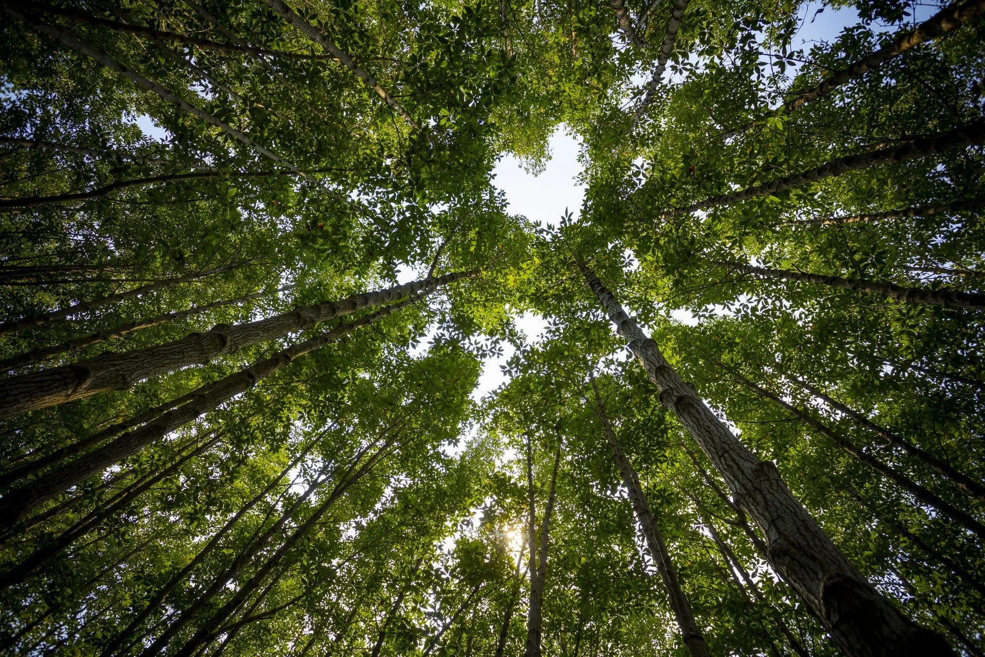 Looking up at tall trees with green leaves in a forest, sunlight shining through the canopy with an opening shaped like a heart.