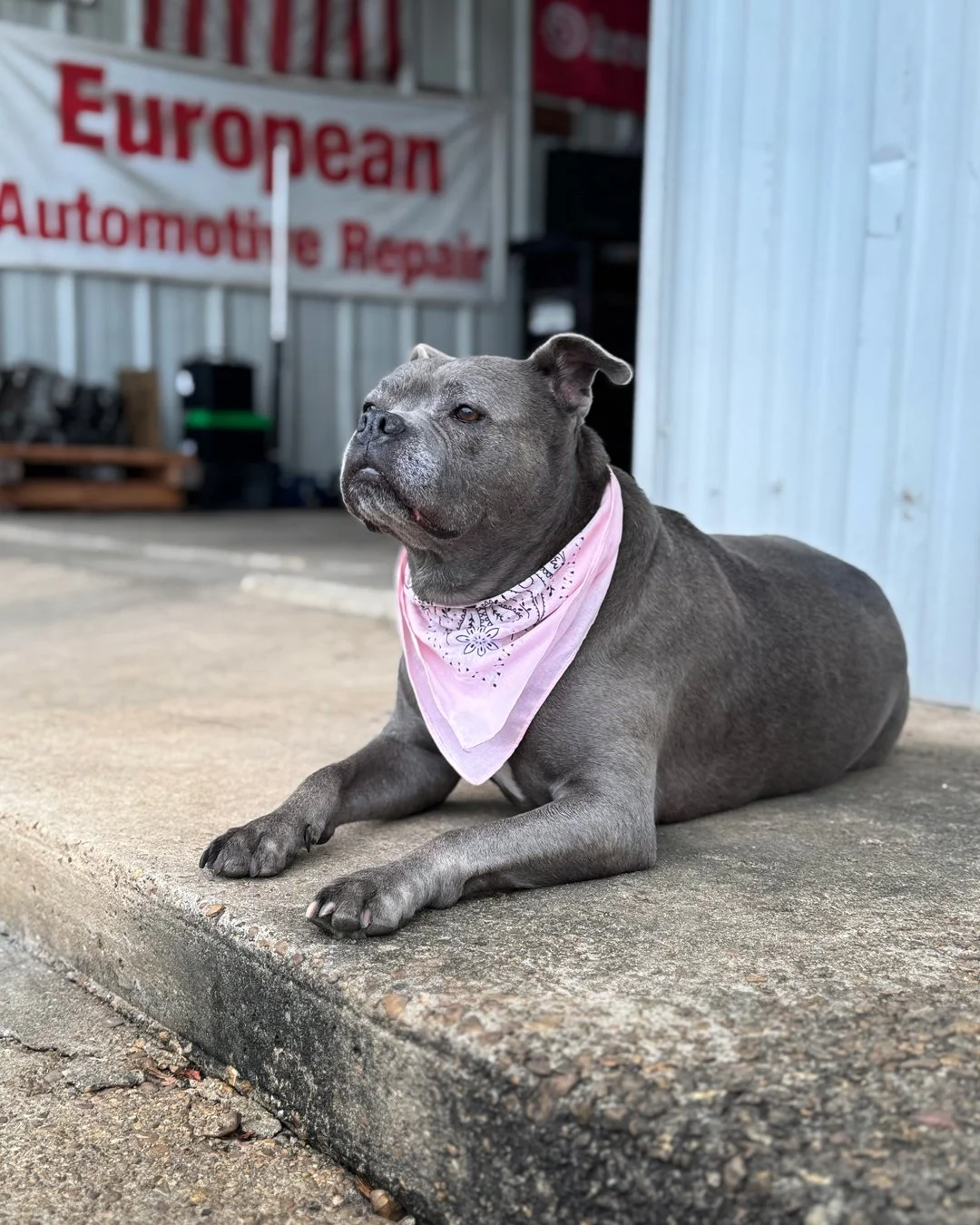 Best shop dog ever! Prove me wrong.