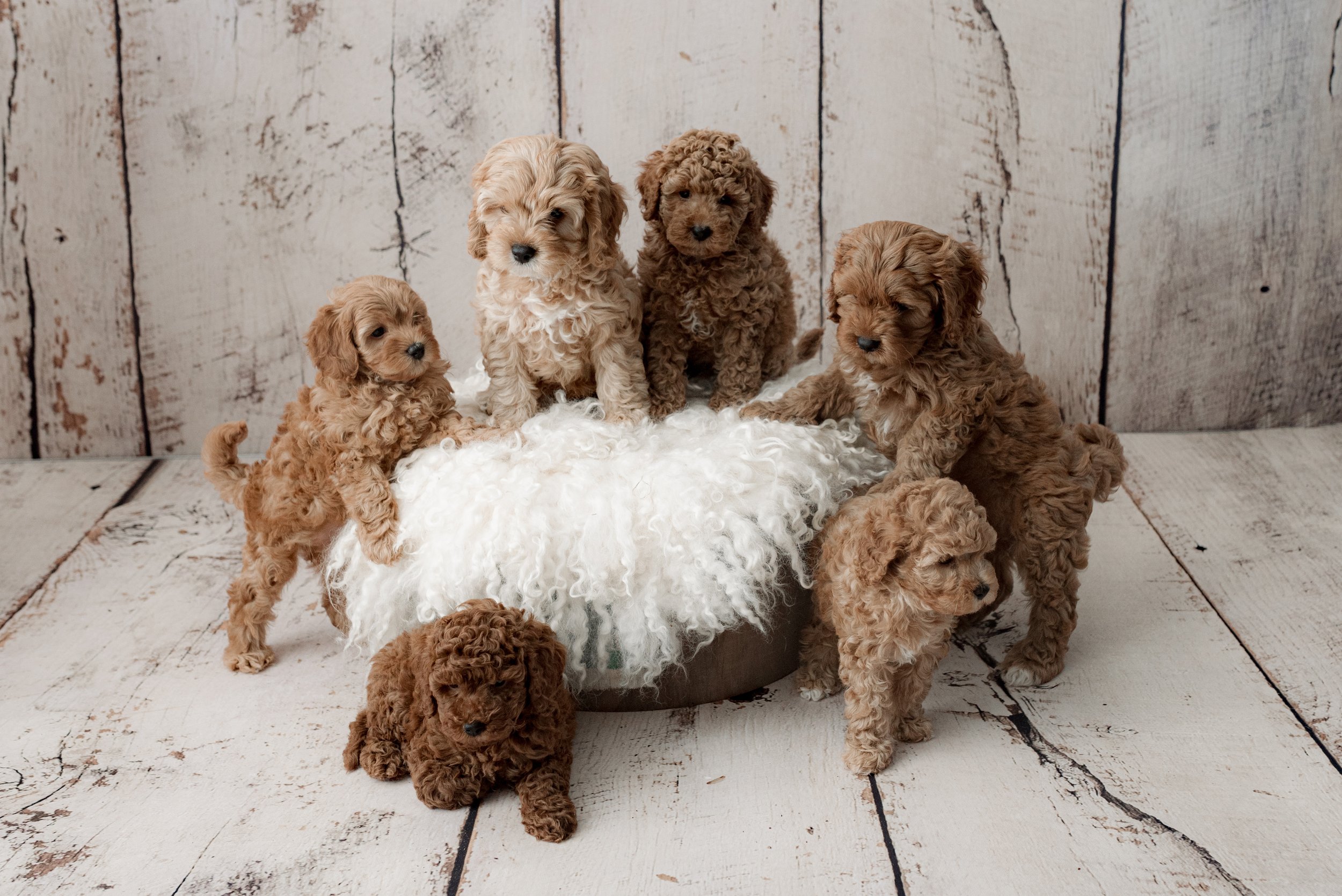 Toy Poodle in Egypt puppies