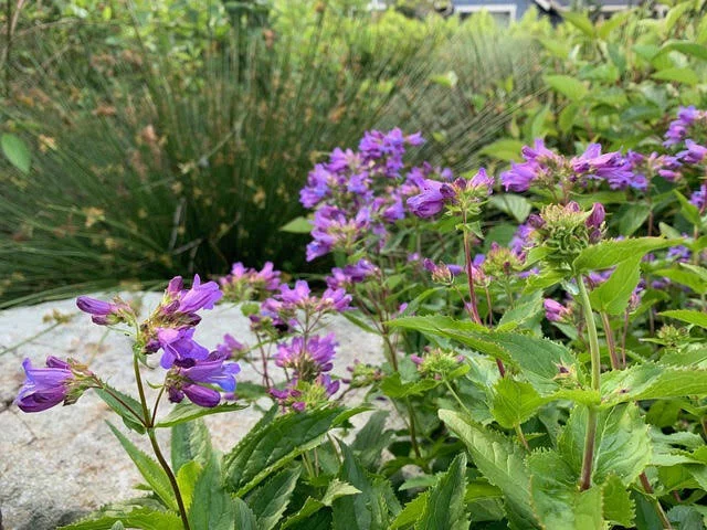 Cascade Penstemon -  Tia Scarce