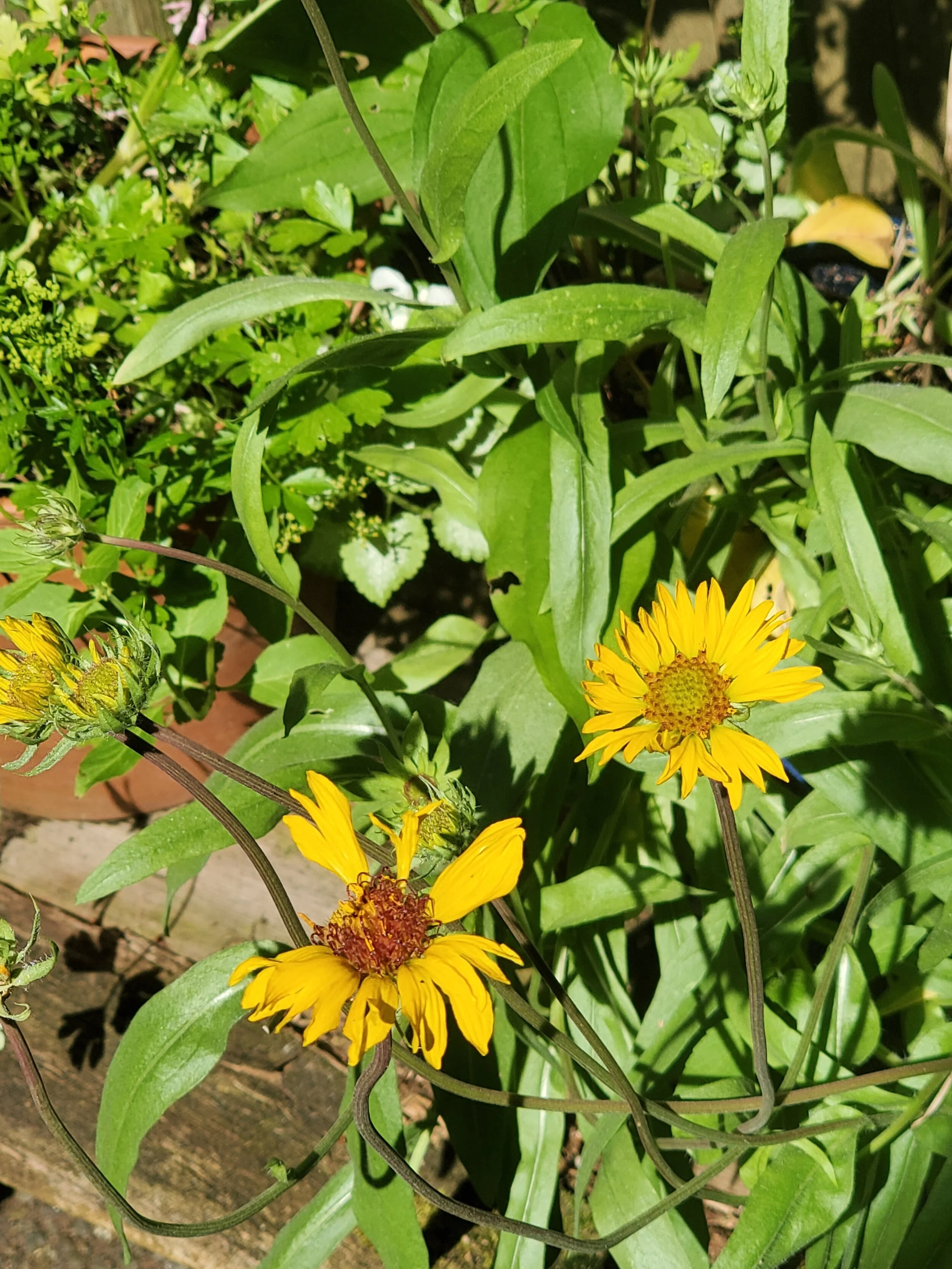 Blanketflower - Leann Underwood